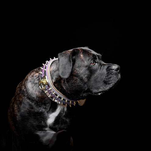 Bestia Le collier pour chien Candy — photo 5