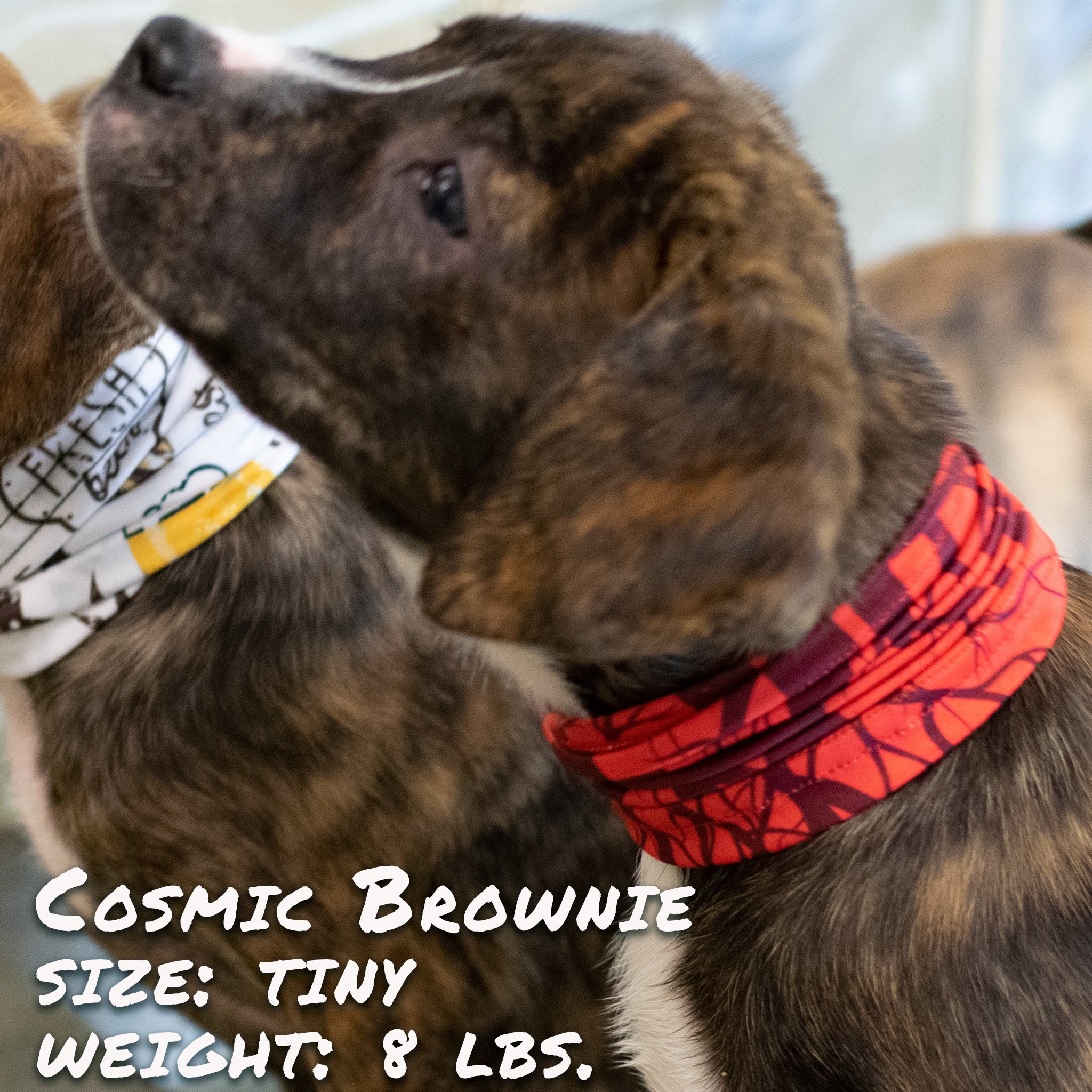 Pup Scruffs Tour de cou pour chien Cherry Bomb — Vêtements pour chiens — photo 5