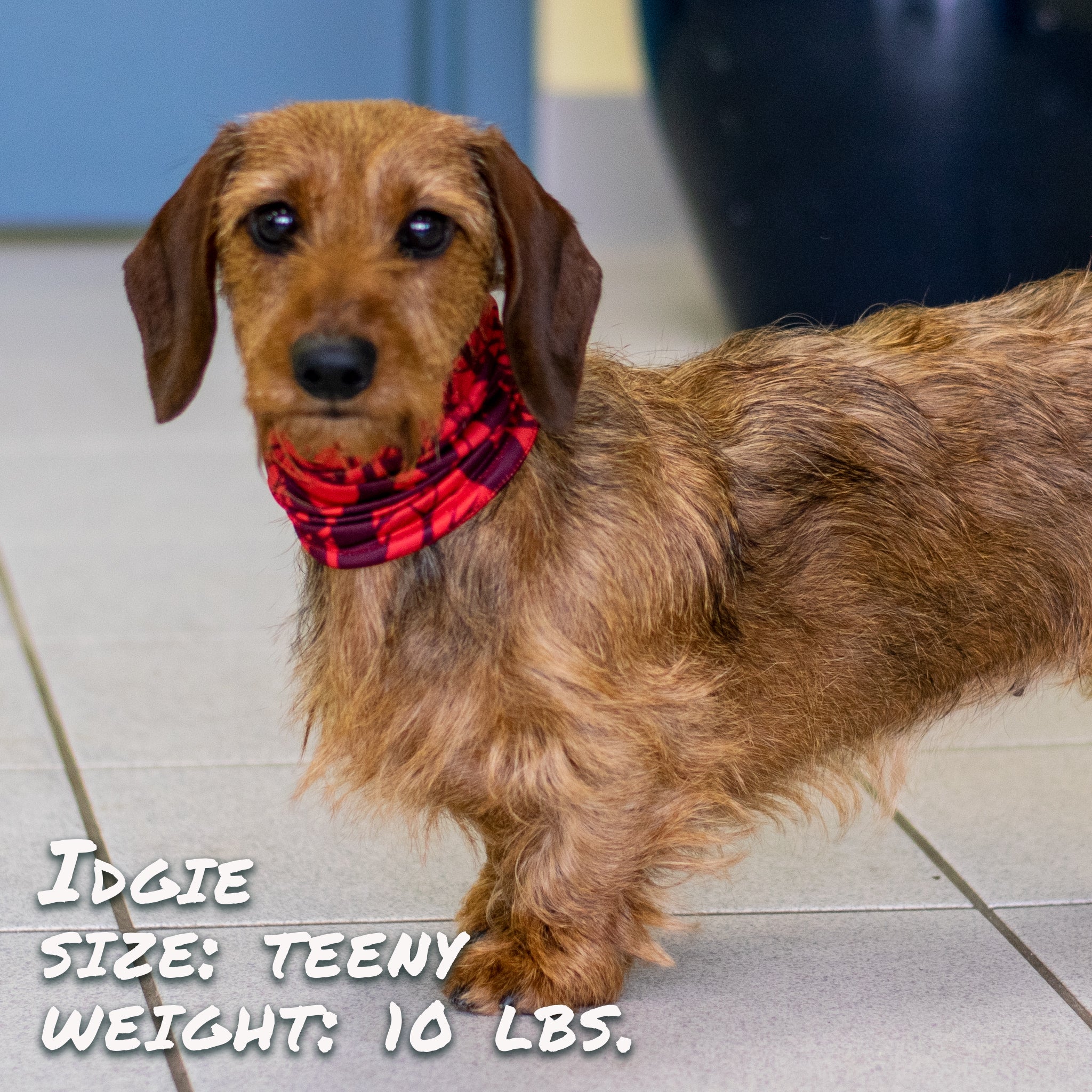 Pup Scruffs Tour de cou pour chien Cherry Bomb — Vêtements pour chiens — photo 4