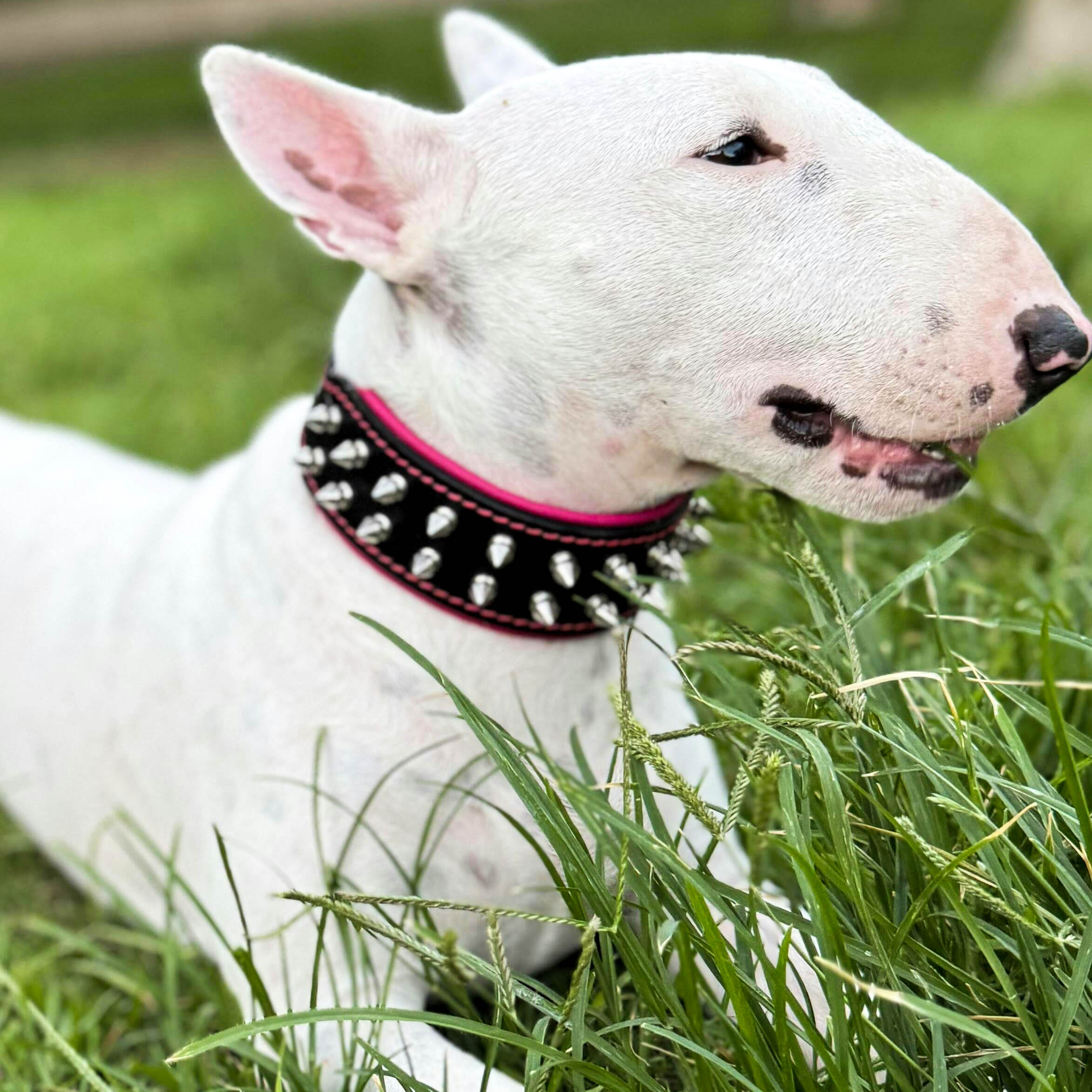Bestia "Frenchie" Set- collar & leash. Pink — Obroże, smycze i szelki — photo 2