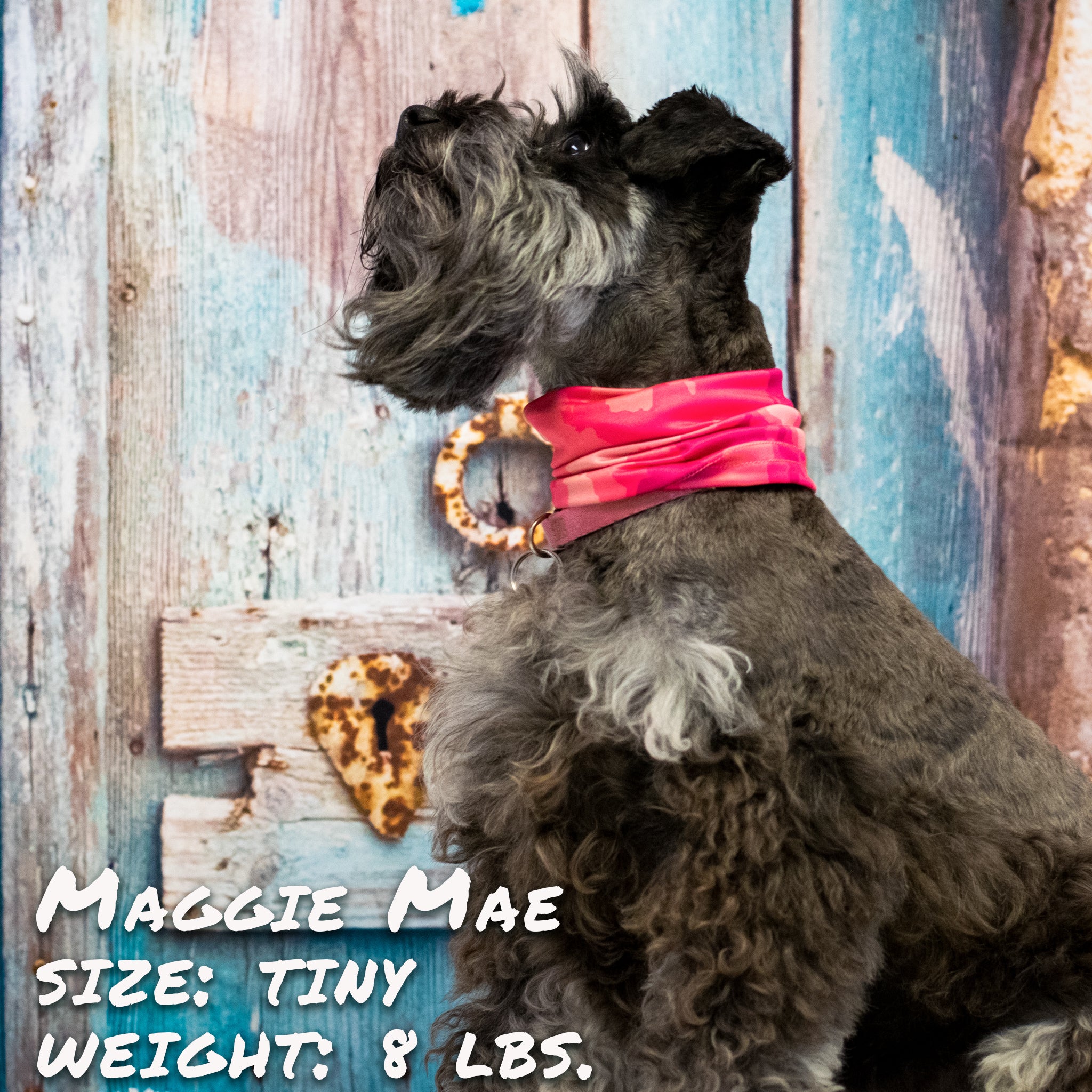 Pup Scruffs Crazy About Pink komin dla psa — Ubranka dla psów — photo 4