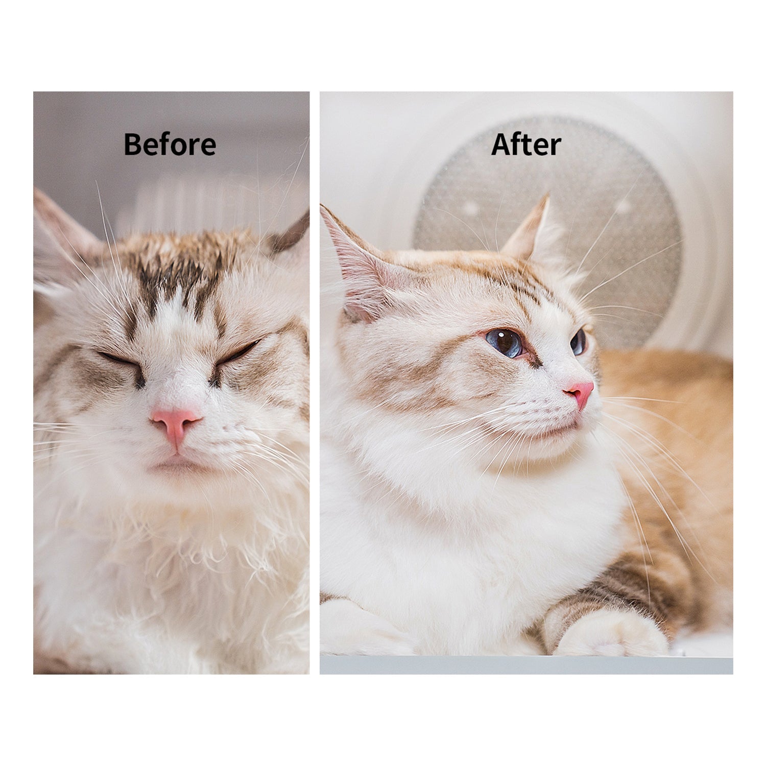 Petkit Europe Box de séchage pour animaux AirSalon Max Pro — Toilettage — photo 4