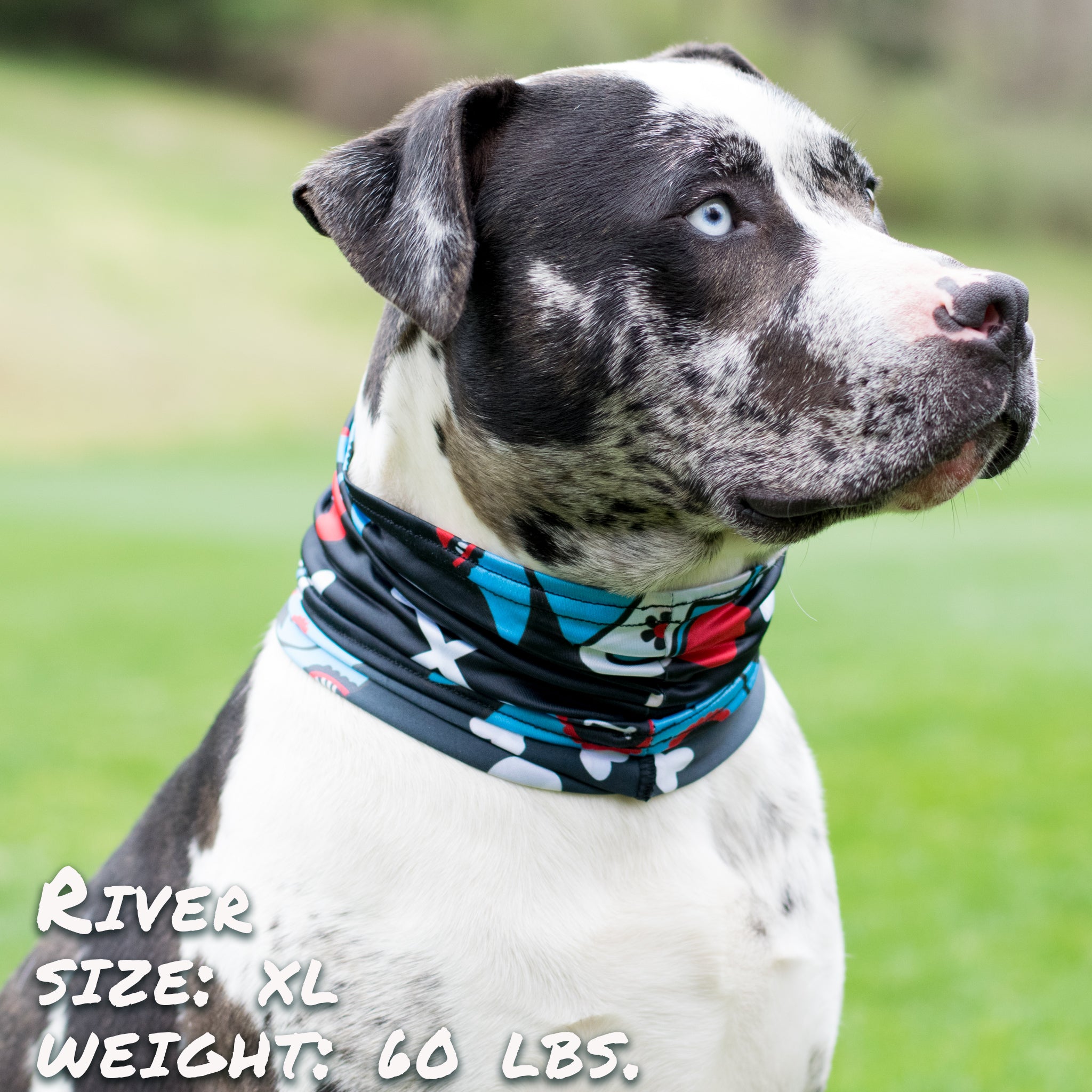 Pup Scruffs Tour de cou pour chien Day of the Dog Blue — Vêtements pour chiens — photo 2