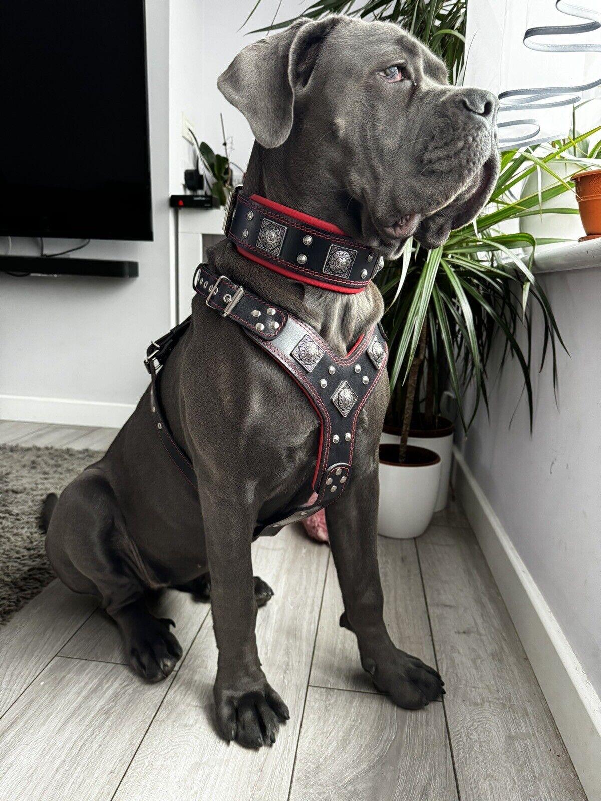 Bestia "EROS" BIG dog SET- Harnais - collier - laisse. Noir & Rouge — photo 4