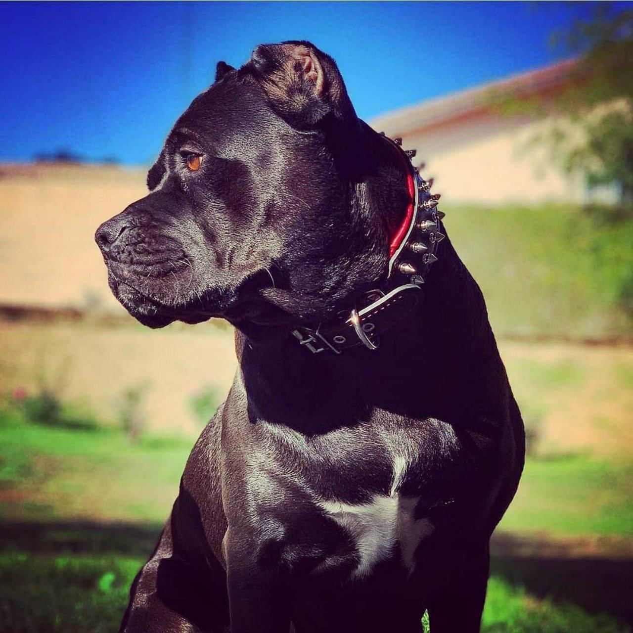 Bestia Obroża „Frenchie” — photo 5