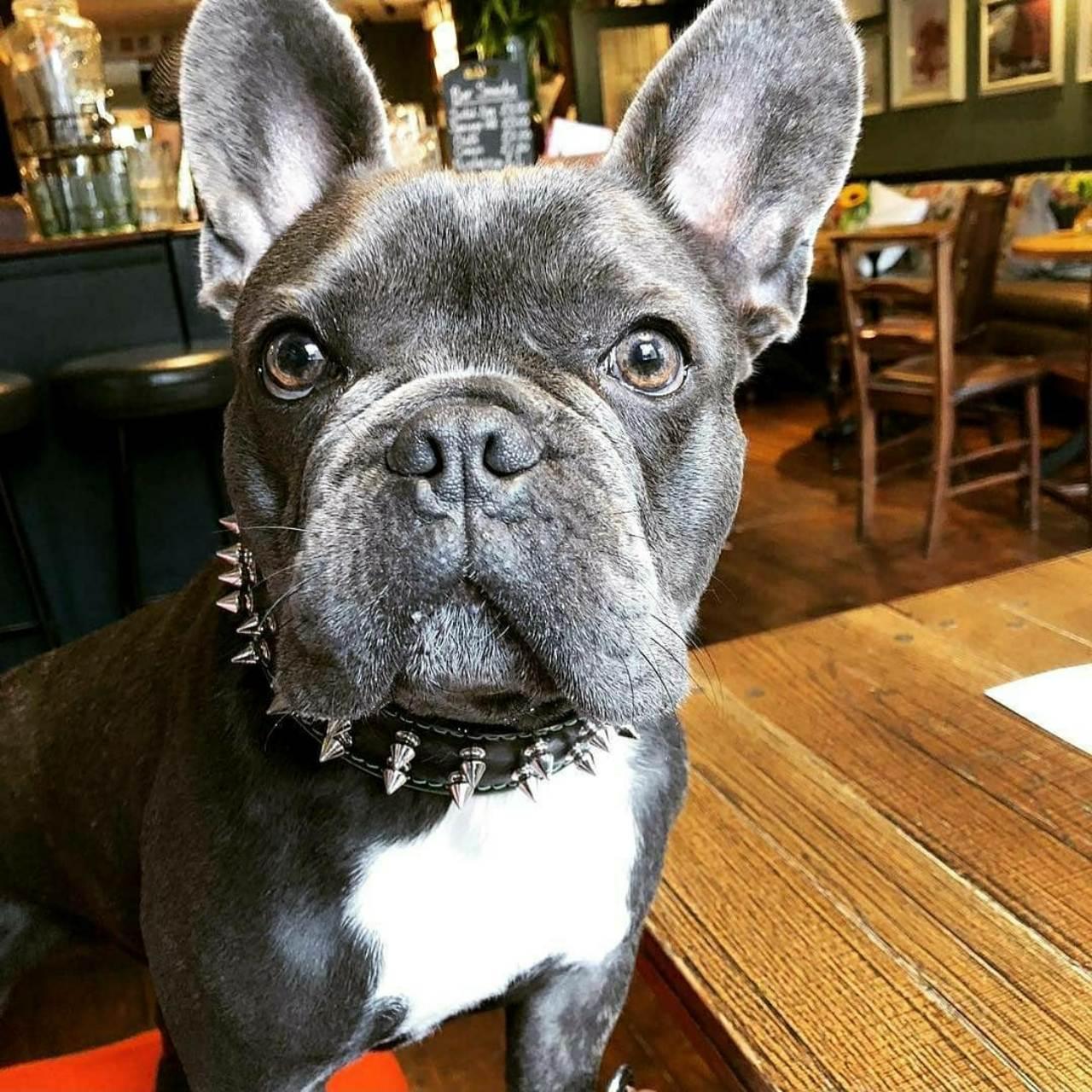 Bestia Obroża „Frenchie” — photo 4