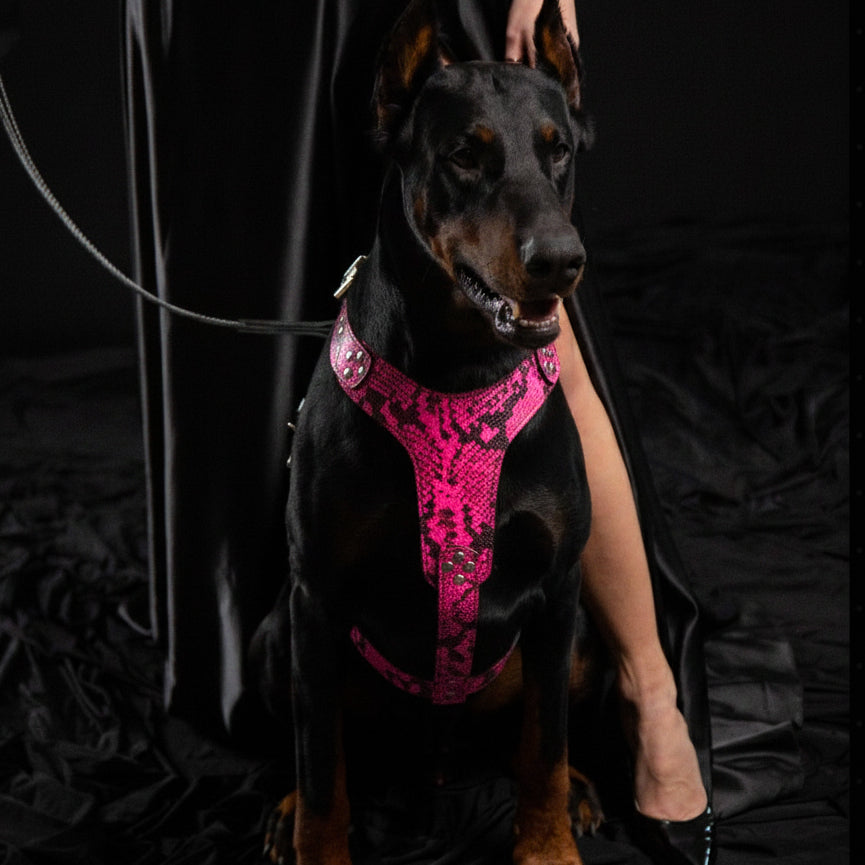 Bestia Szelki „Rock Python” PINK — Obroże, smycze i szelki — photo 3