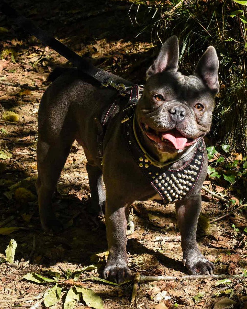 Bestia Szelki ze studami „Frenchie” z prawdziwej skóry, rozmiar mały do średniego — Obroże, smycze i szelki — photo 3