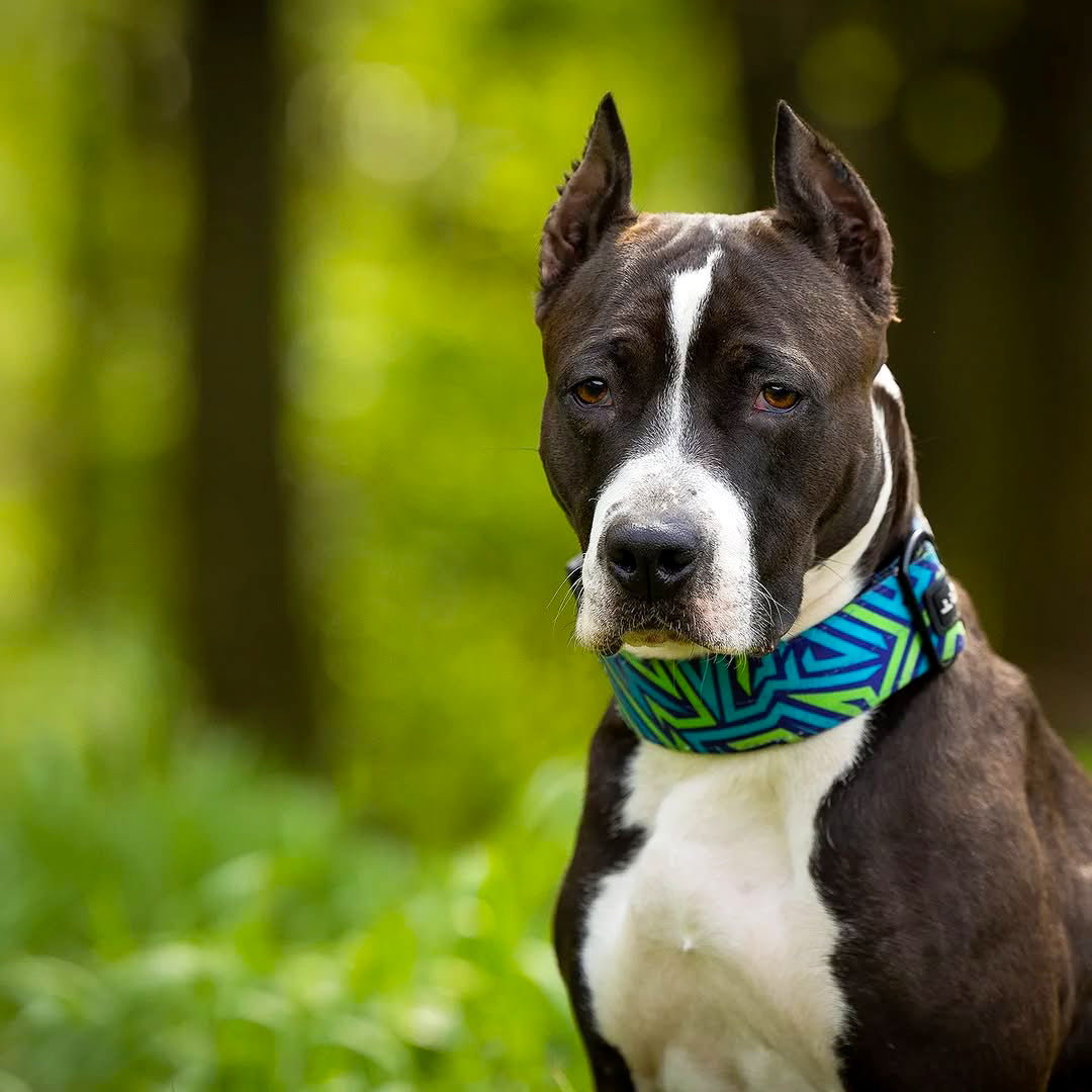 Bestia Dog Sport Collier GripPro Print - Blue&Green — photo 4
