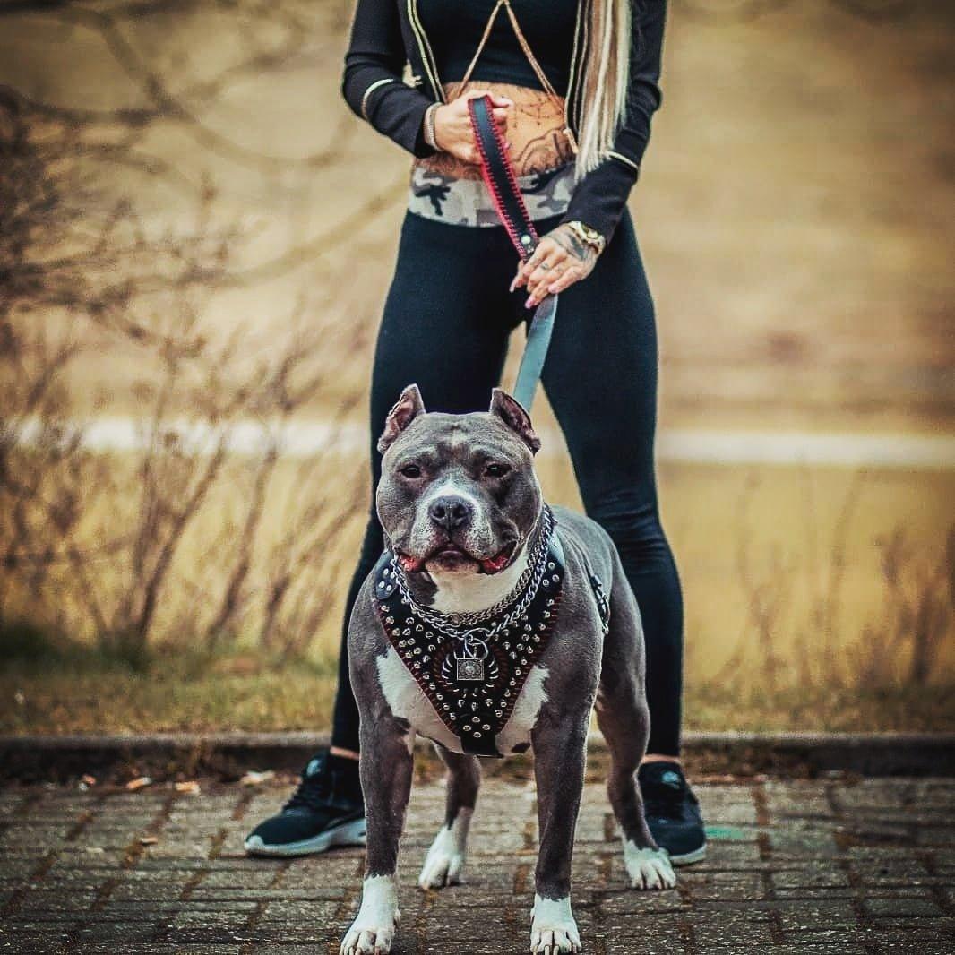 Bestia Ręcznie szyte szelki „David” — Obroże, smycze i szelki — photo 3