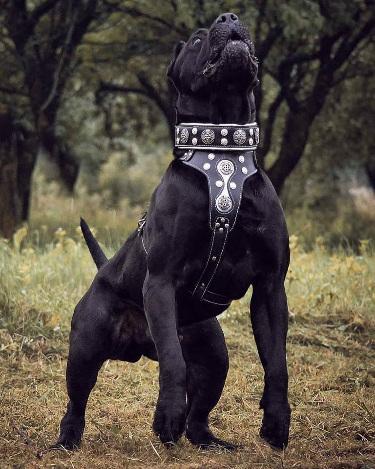 Bestia Obroża „Hektor” — photo 3