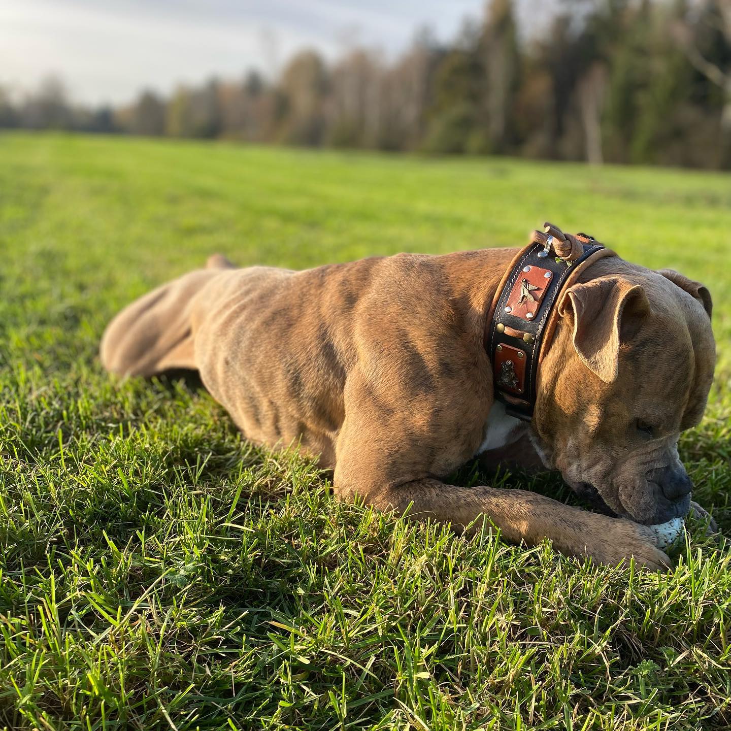Bestia "Obroża Hunter" — Obroże, smycze i szelki — photo 4