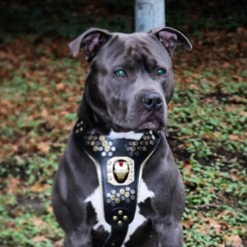 Bestia Collars Szelki Irondog — Obroże, smycze i szelki — photo 3