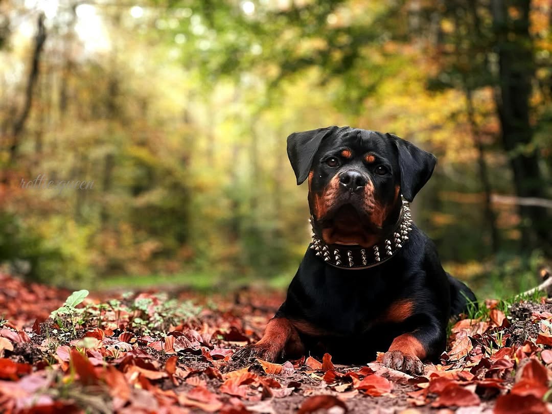 Bestia Le collier "Gold Giant" — photo 4
