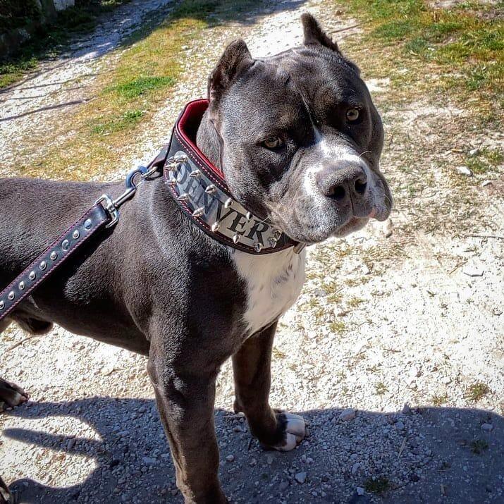 Bestia Obroża "Kennel" - personalizowana! — photo 6