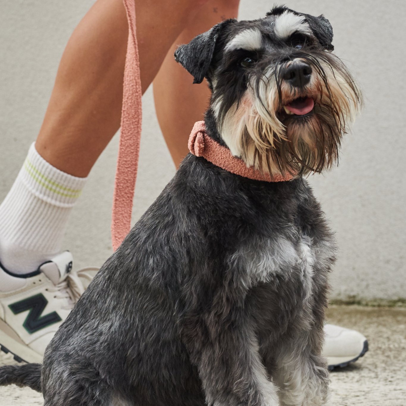 Lilly+Dash smycze — Obroże, smycze i szelki — photo 5