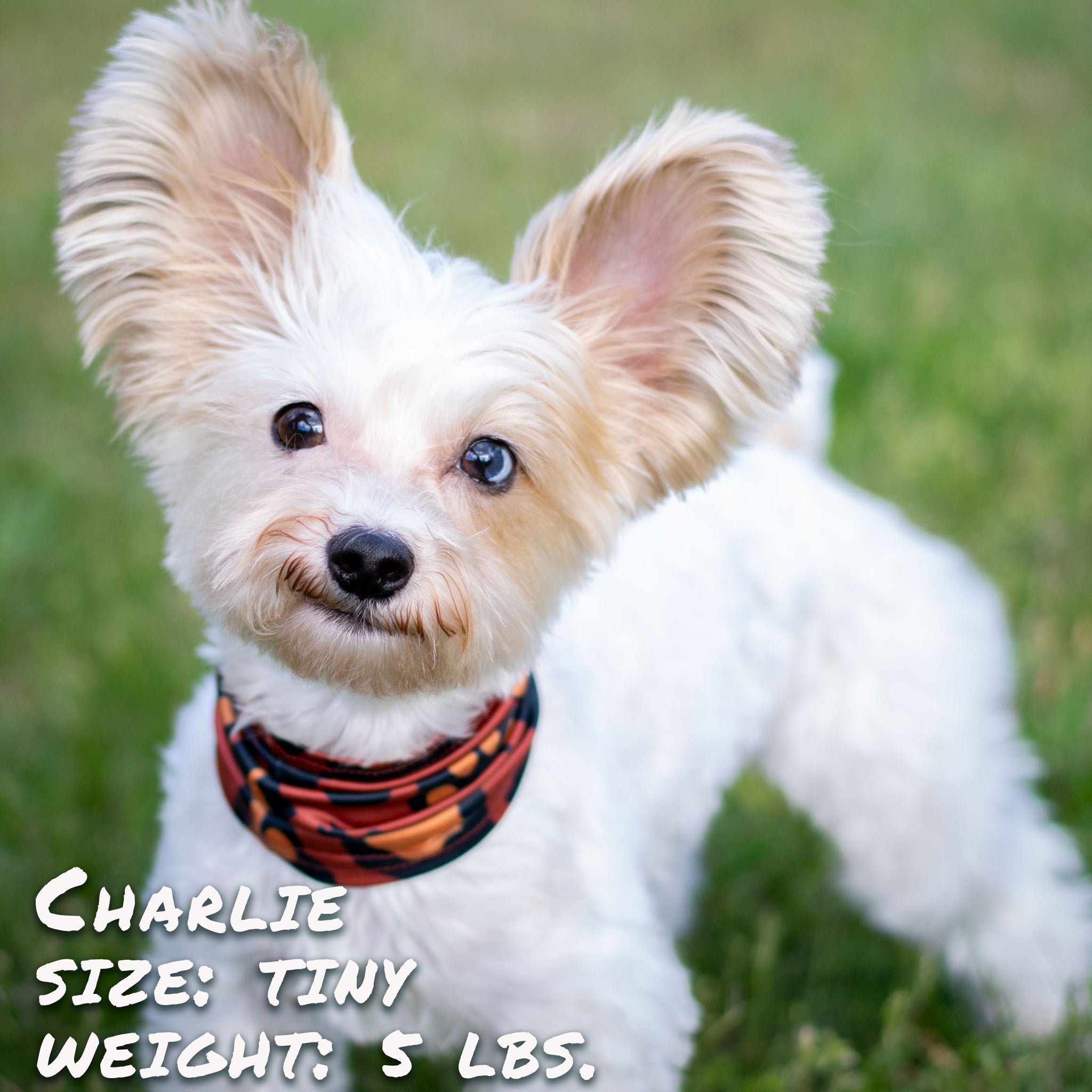 Pup Scruffs Tour de cou pour chien Leopawd Skin — Vêtements pour chiens — photo 2