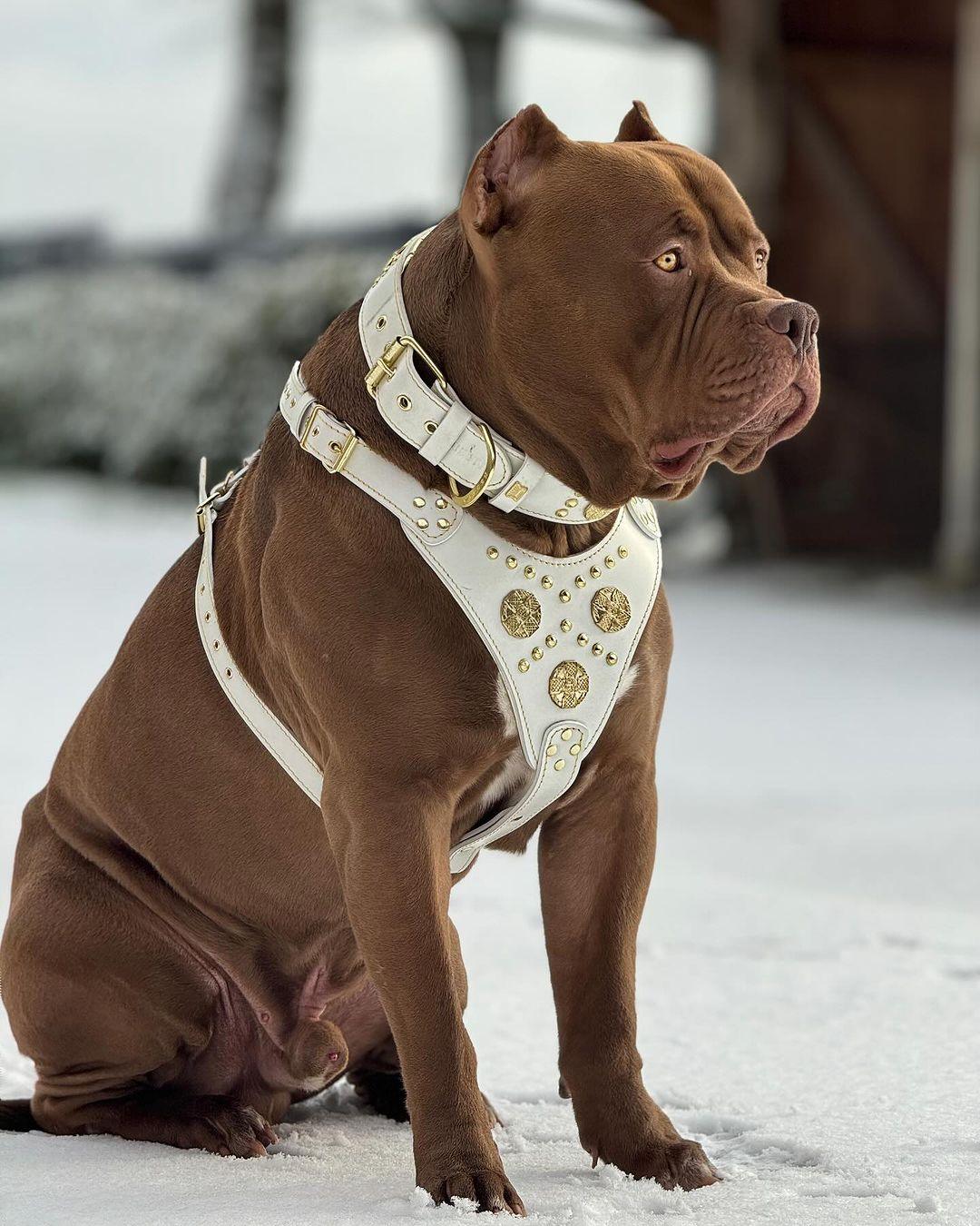 Bestia "Maximus White" SET GRAND chien - Harnais - collier - laisse. Rivets en laiton — photo 3