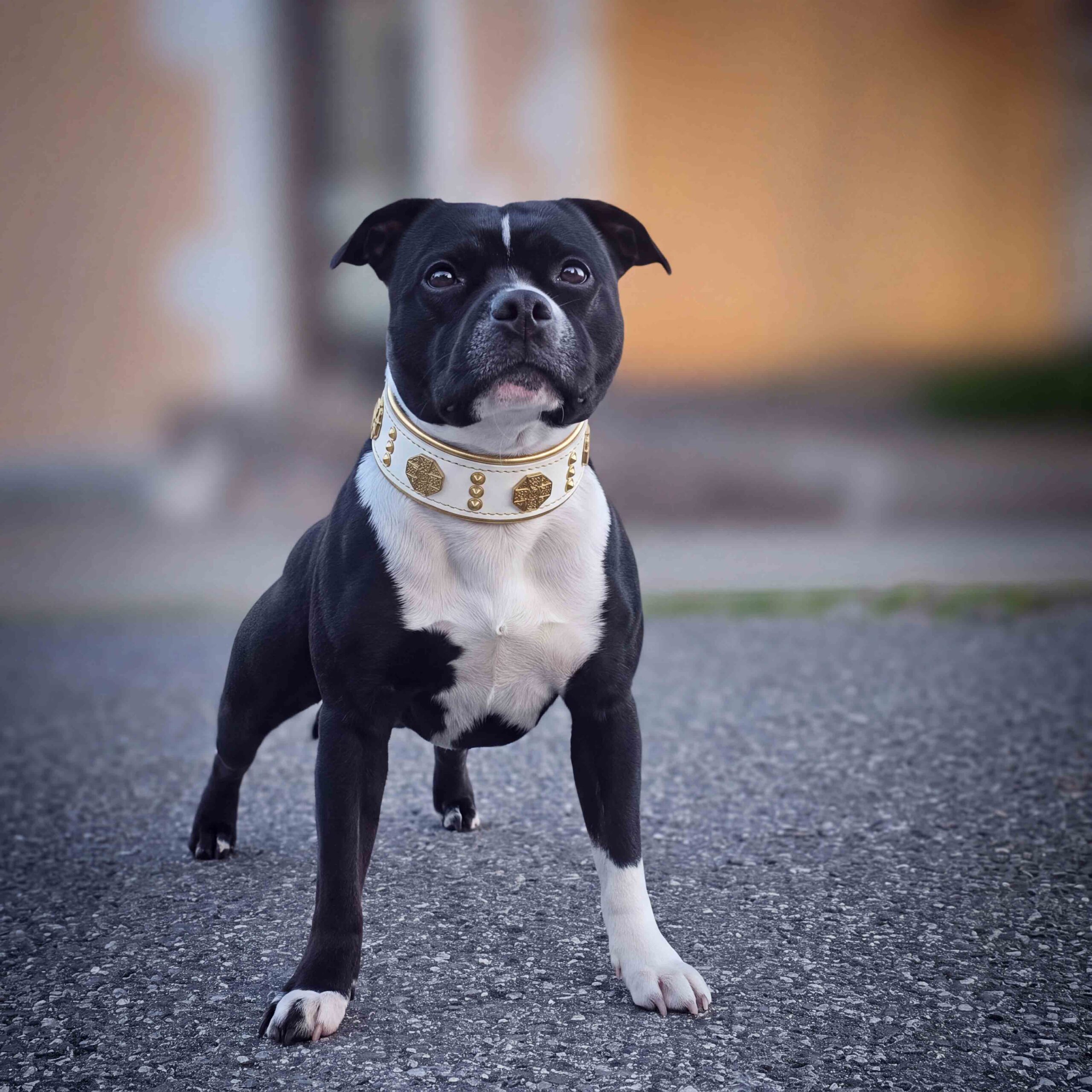 Bestia Le collier "Maximus" de 2 pouces de large blanc & or — photo 3