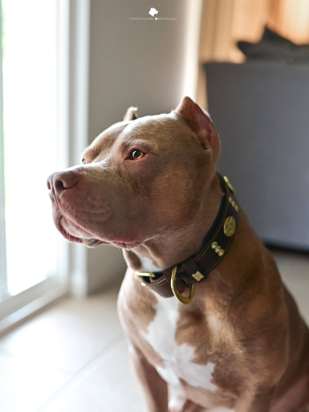 Bestia Le collier "Maximus" de 2,5 pouces de large marron &amp; doré — photo 4
