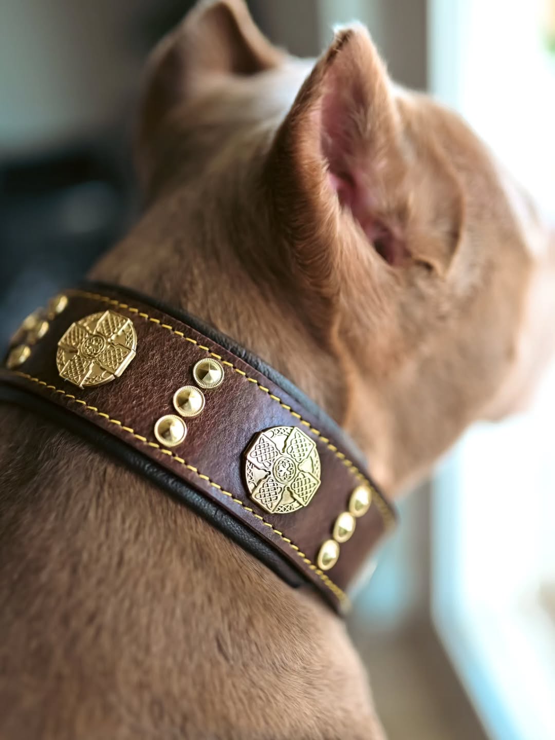 Bestia Le collier "Maximus" de 2,5 pouces de large marron &amp; doré — photo 5