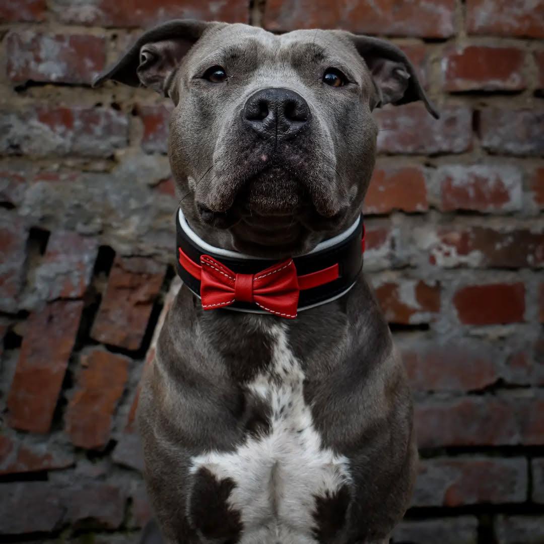 Bestia Le collier "Bowtie" noir — Vêtements pour chiens — photo 3