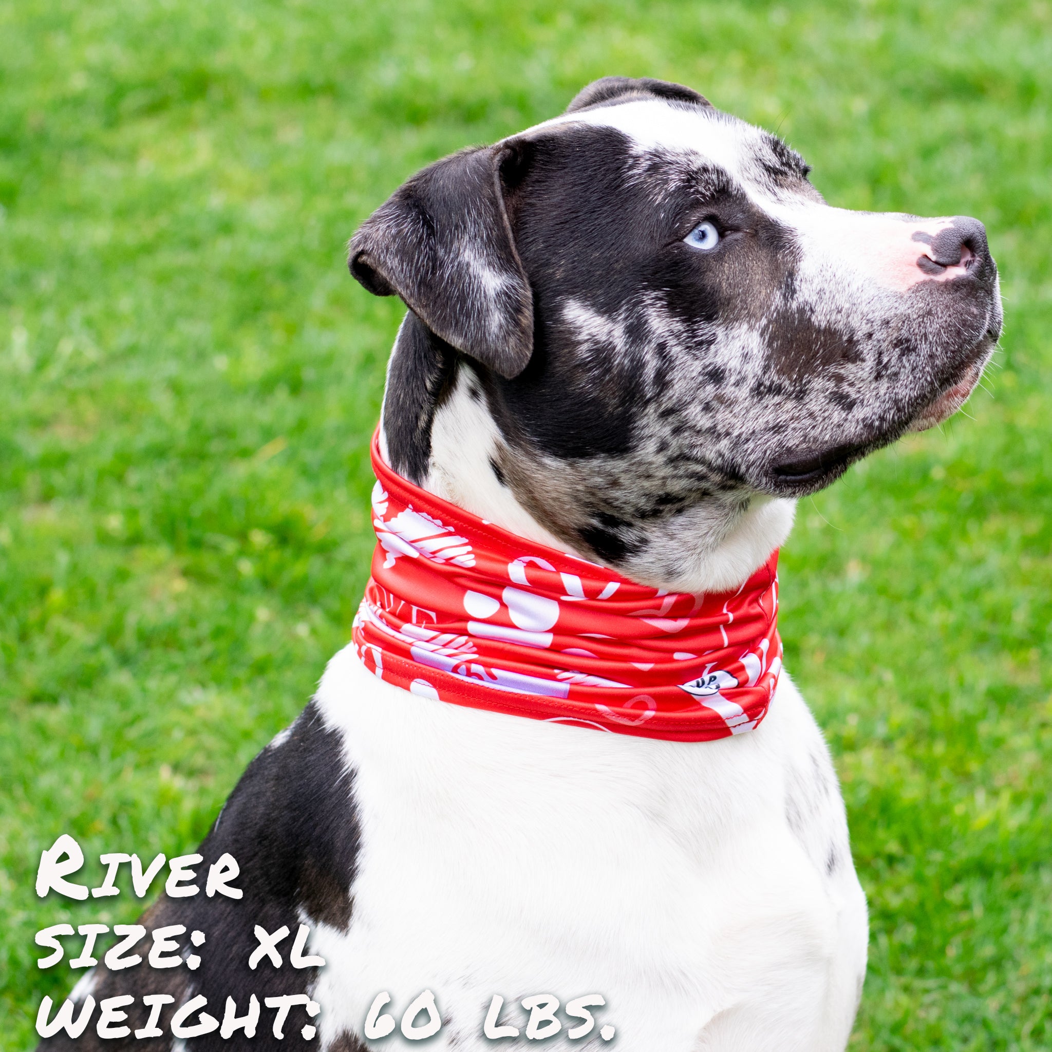 Pup Scruffs Puppy Love tour de cou pour chien — Vêtements pour chiens — photo 6
