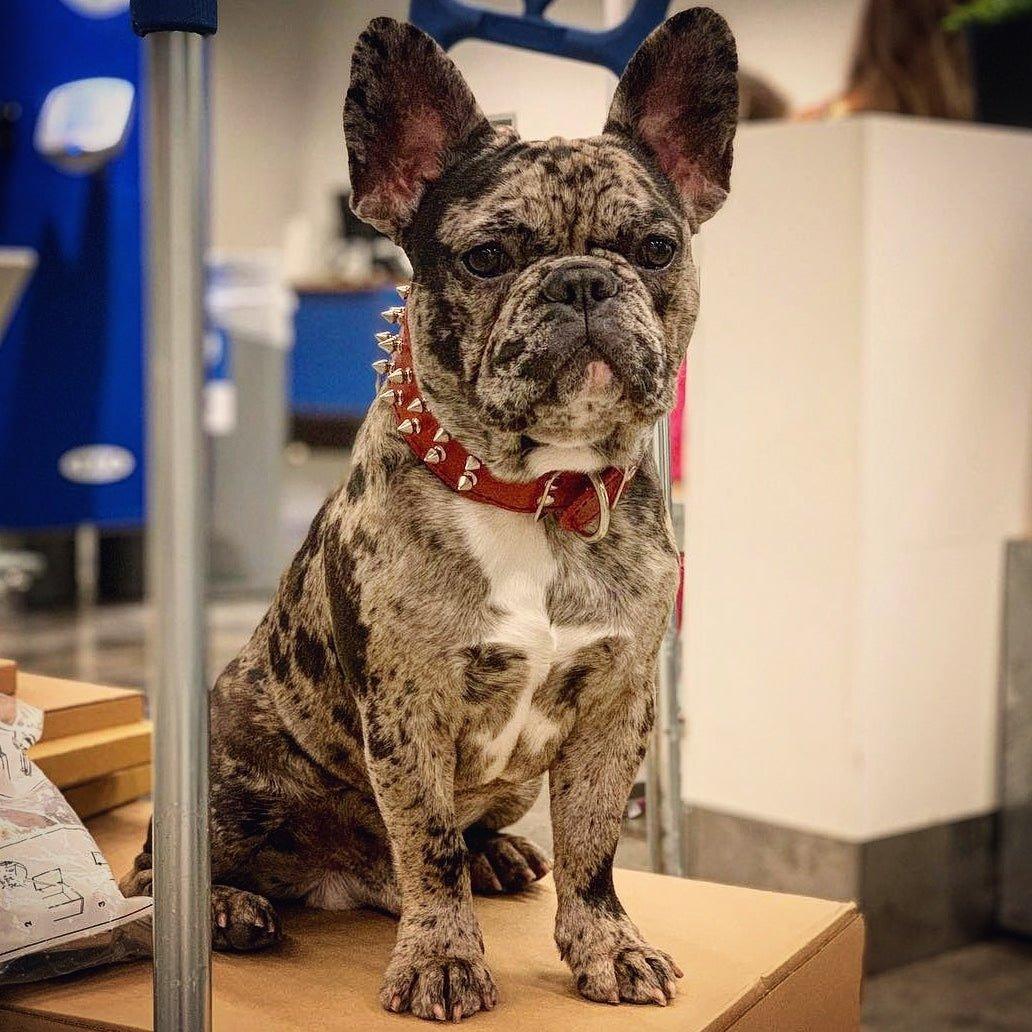 Bestia Czerwona obroża „Frenchie” — photo 4