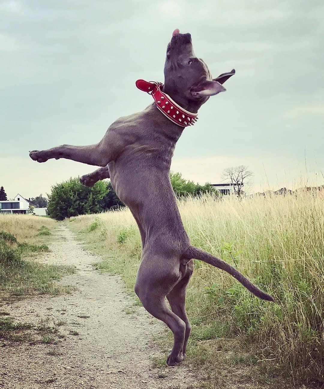 Bestia Czerwona obroża „Frenchie” — photo 3