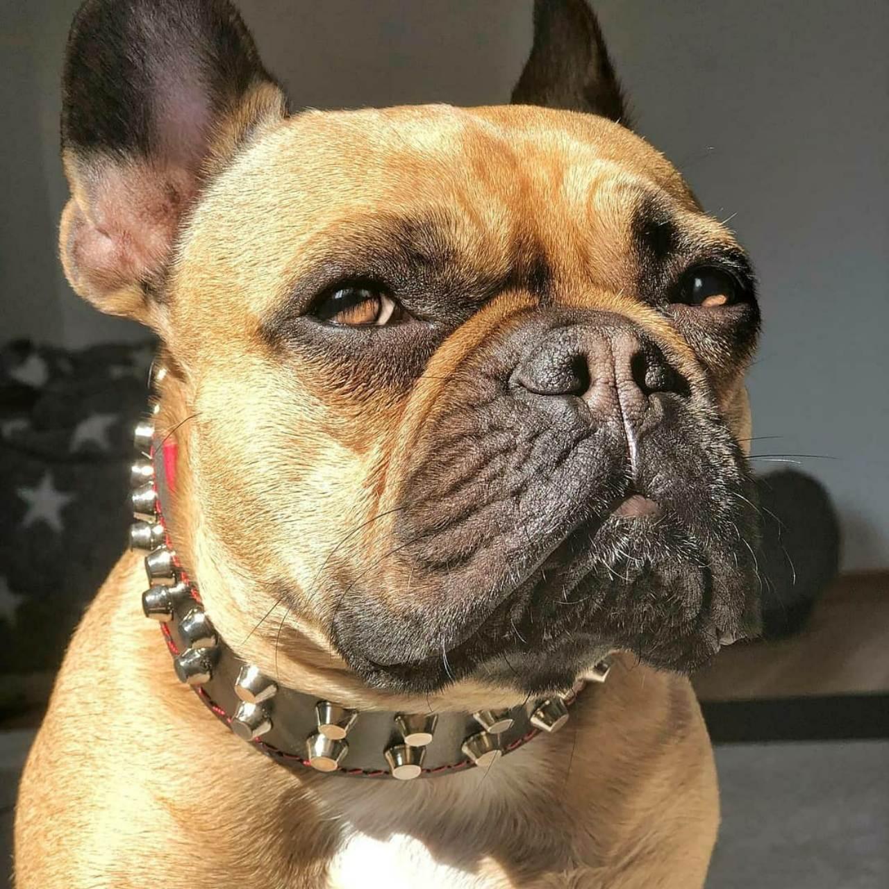 Bestia Obroża „Rocky” — photo 4