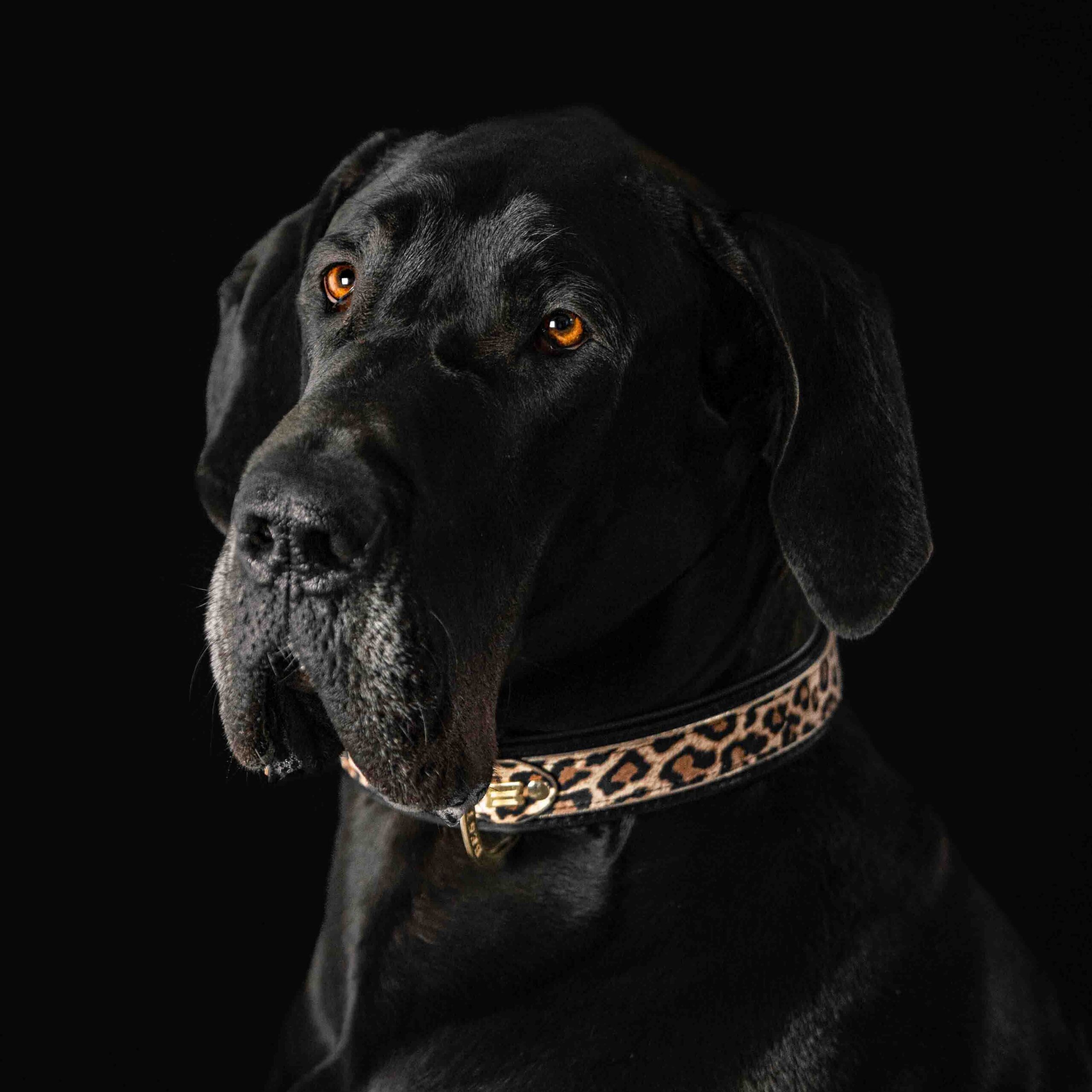 Bestia Obroża The Leopard Collar — photo 4