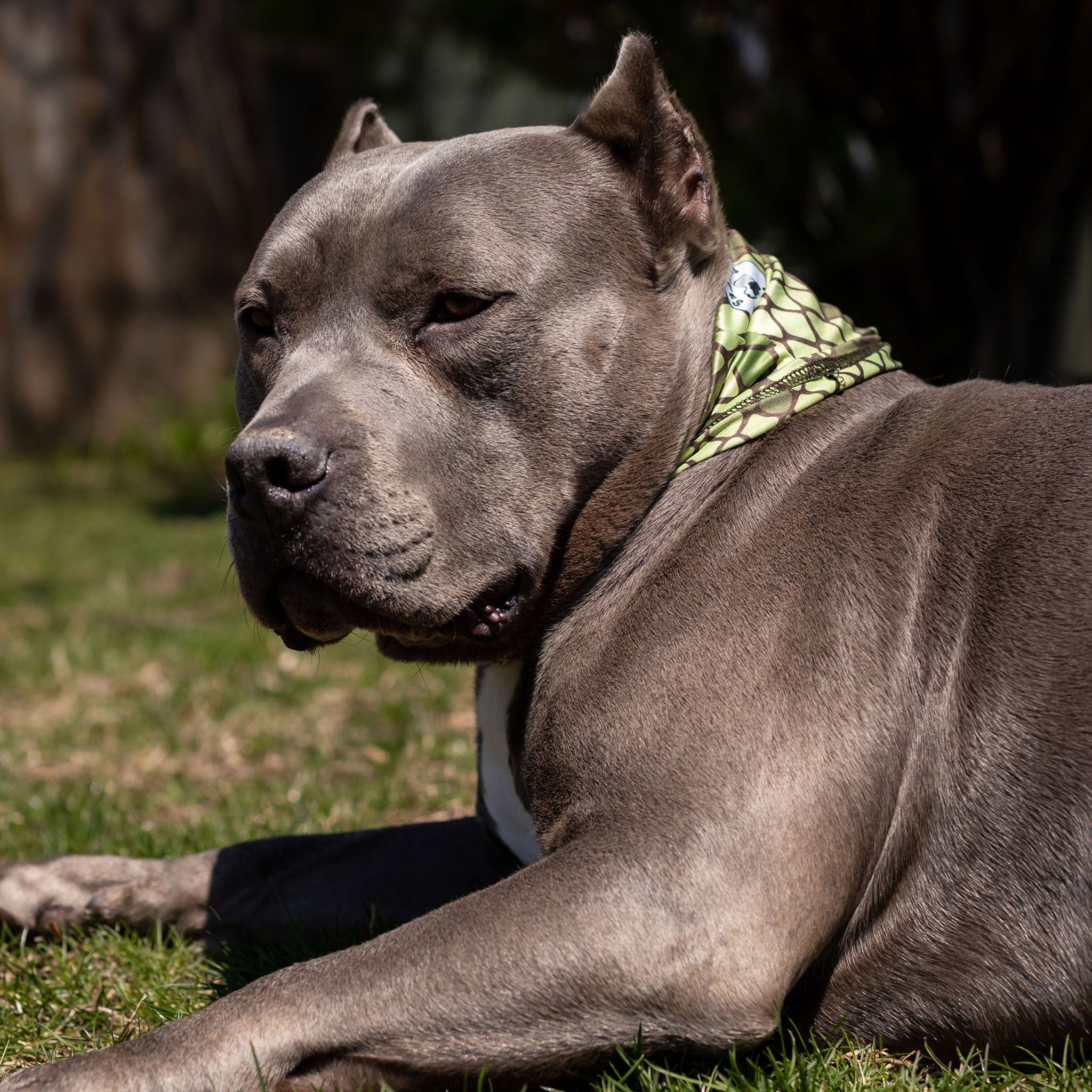 Pup Scruffs Komin dla psa Slither — Ubranka dla psów — photo 5