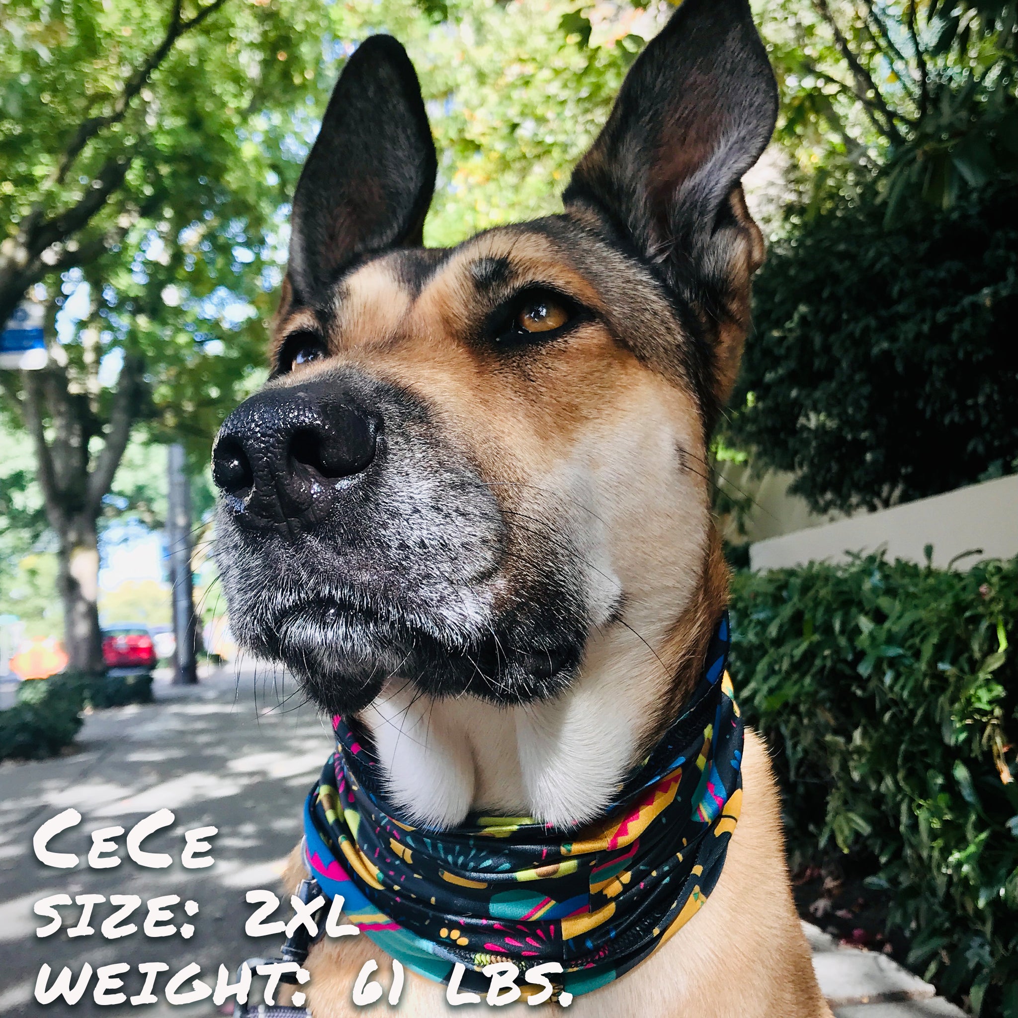 Pup Scruffs Taco Pawty komin dla psa — Ubranka dla psów — photo 5