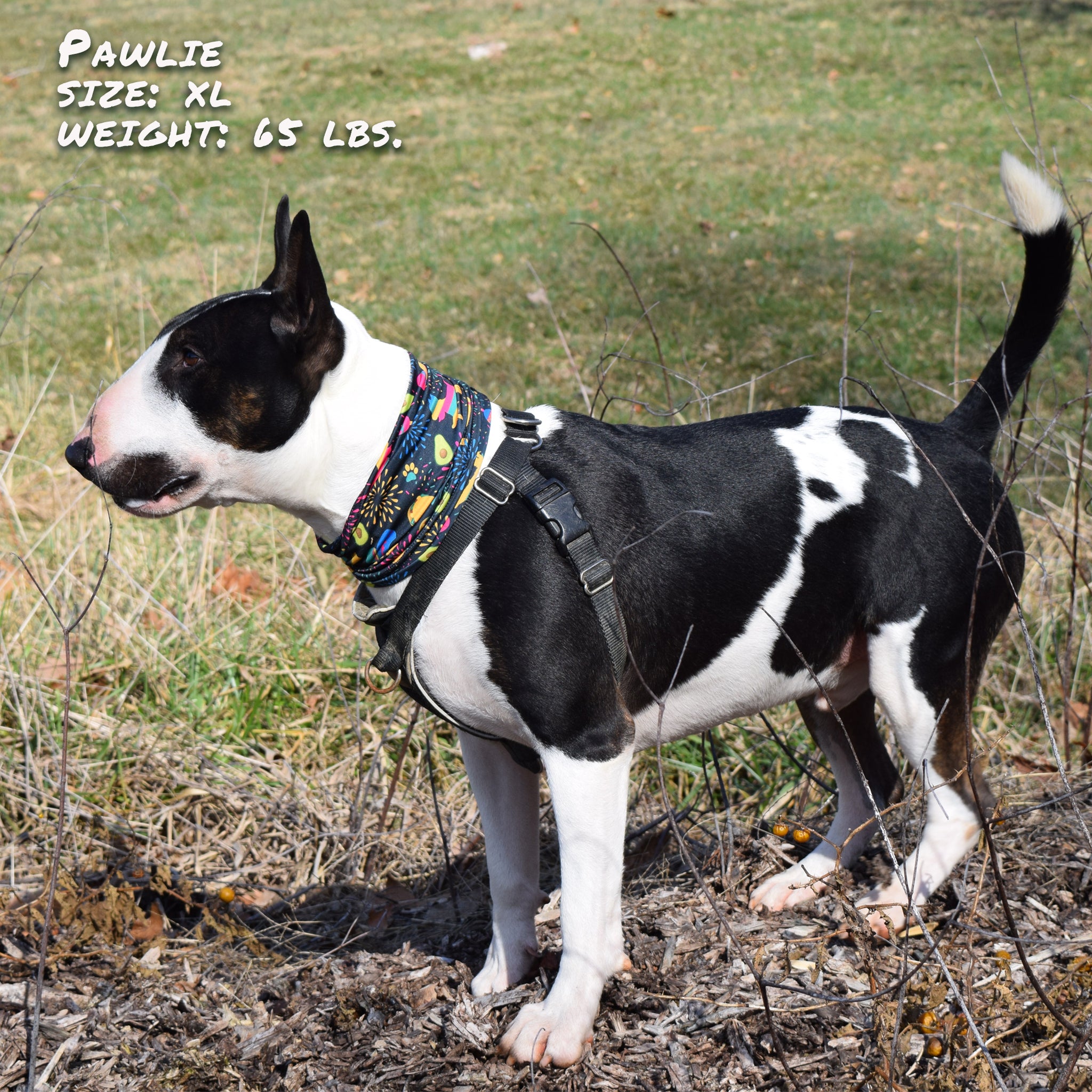 Pup Scruffs Taco Pawty komin dla psa — Ubranka dla psów — photo 6