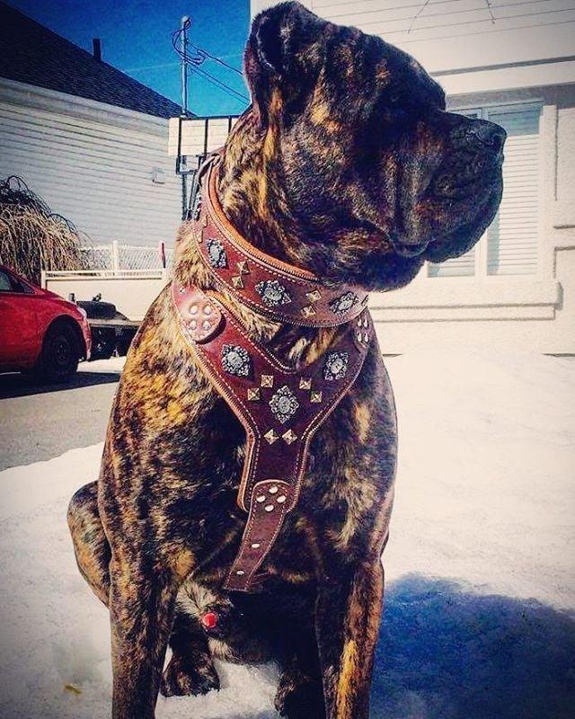Bestia Le harnais pour grands chiens "Aztec" MARRON — Colliers, laisses et harnais — photo 5