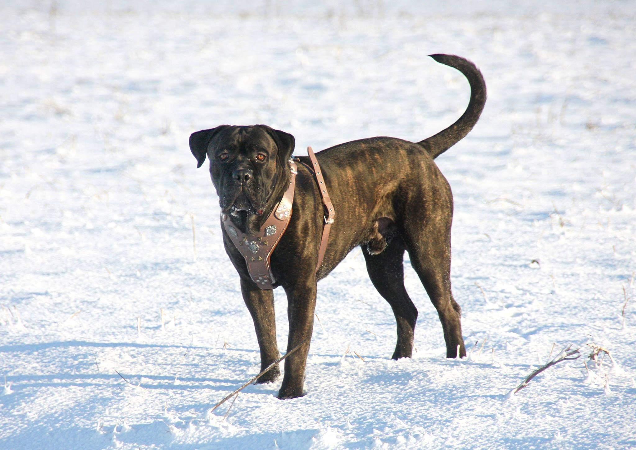 Bestia The "Aztec" Grey Harness — Obroże, smycze i szelki — photo 3