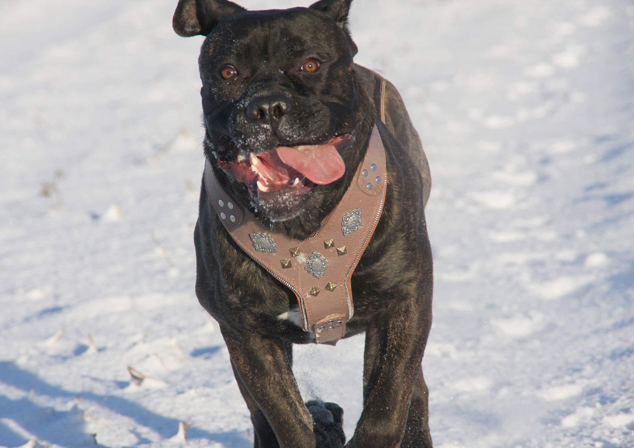 Bestia The "Aztec" Grey Harness — Obroże, smycze i szelki — photo 4