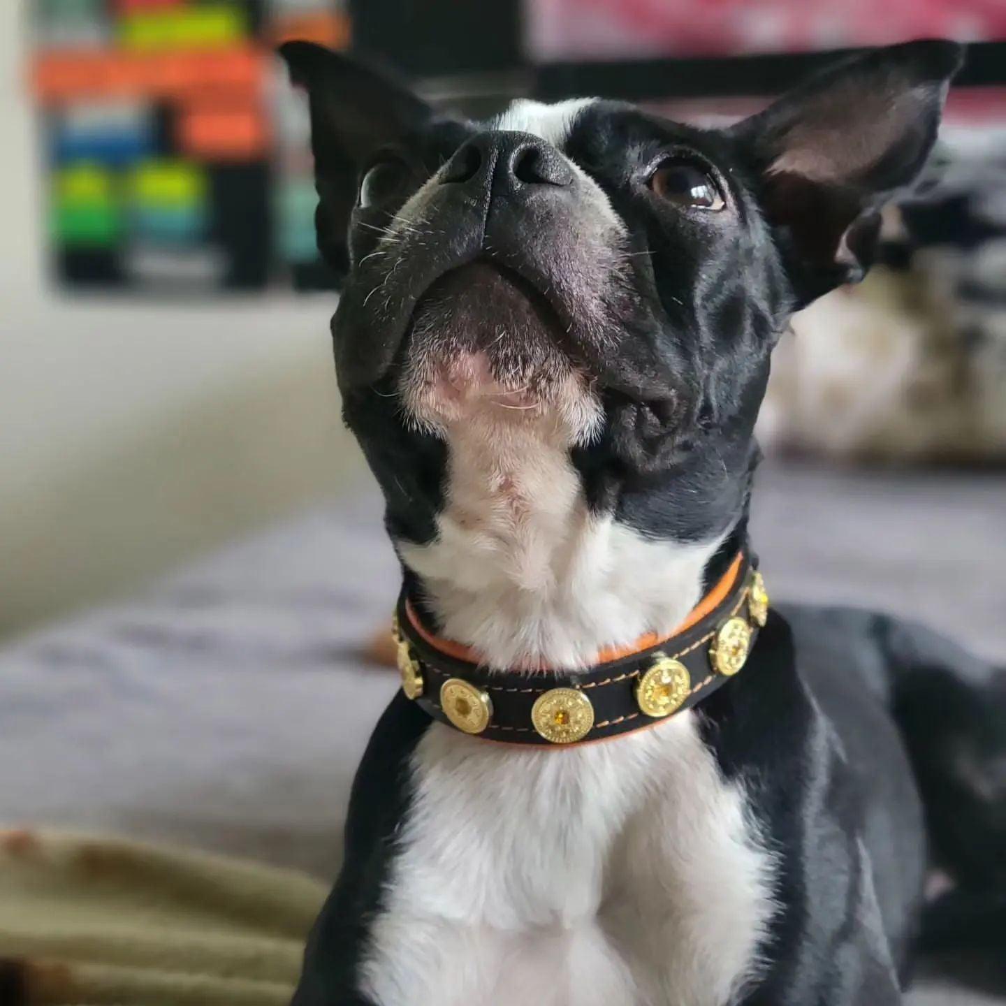 Bestia Le collier pour chiot "Bijou" fait main — photo 5