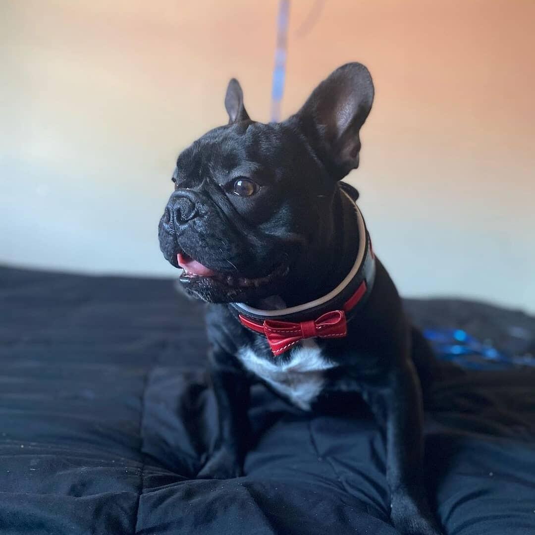 Bestia Le collier "Bowtie" noir — Vêtements pour chiens — photo 4