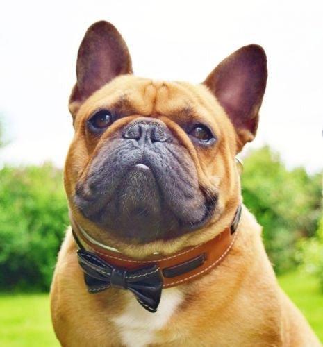 Bestia Obroża "Bowtie" brązowa — Ubranka dla psów — photo 3