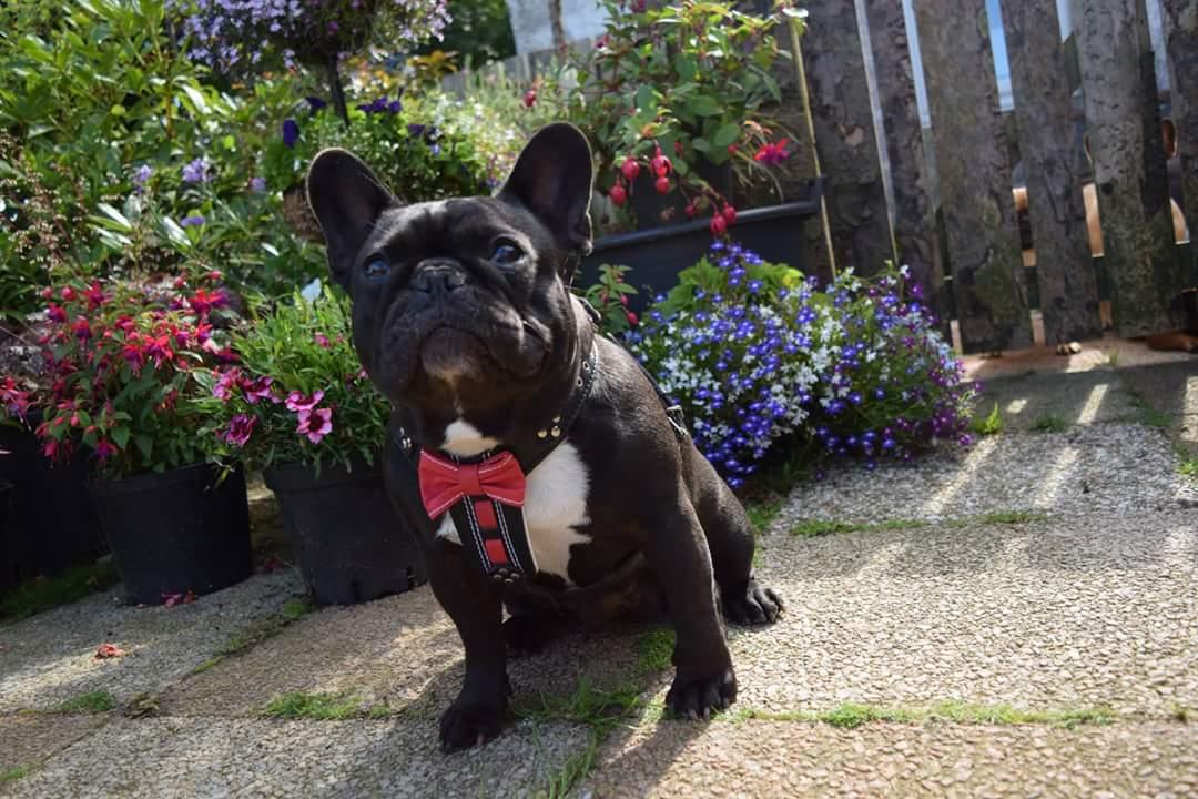 Bestia Szelki skórzane "Bowtie" brązowe rozmiar mały do średniego — Obroże, smycze i szelki — photo 4