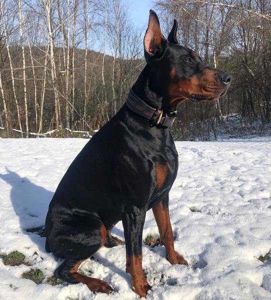 Bestia Obroża „Cobra” — photo 4