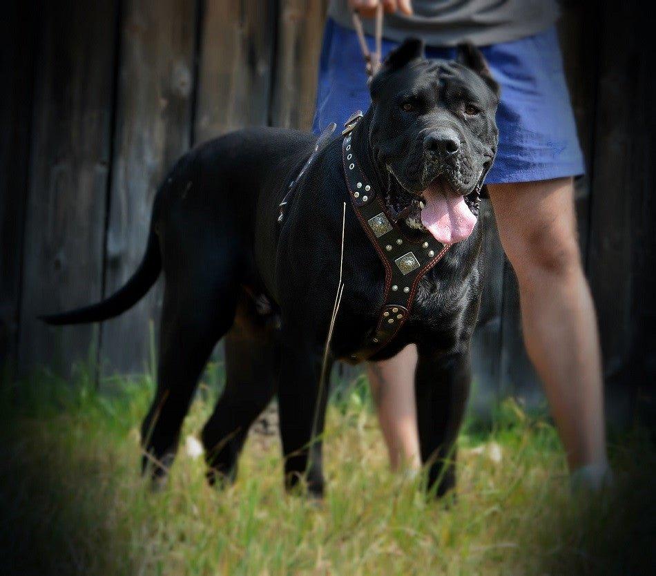 Bestia The "Eros" harness black & red — Obroże, smycze i szelki — photo 3