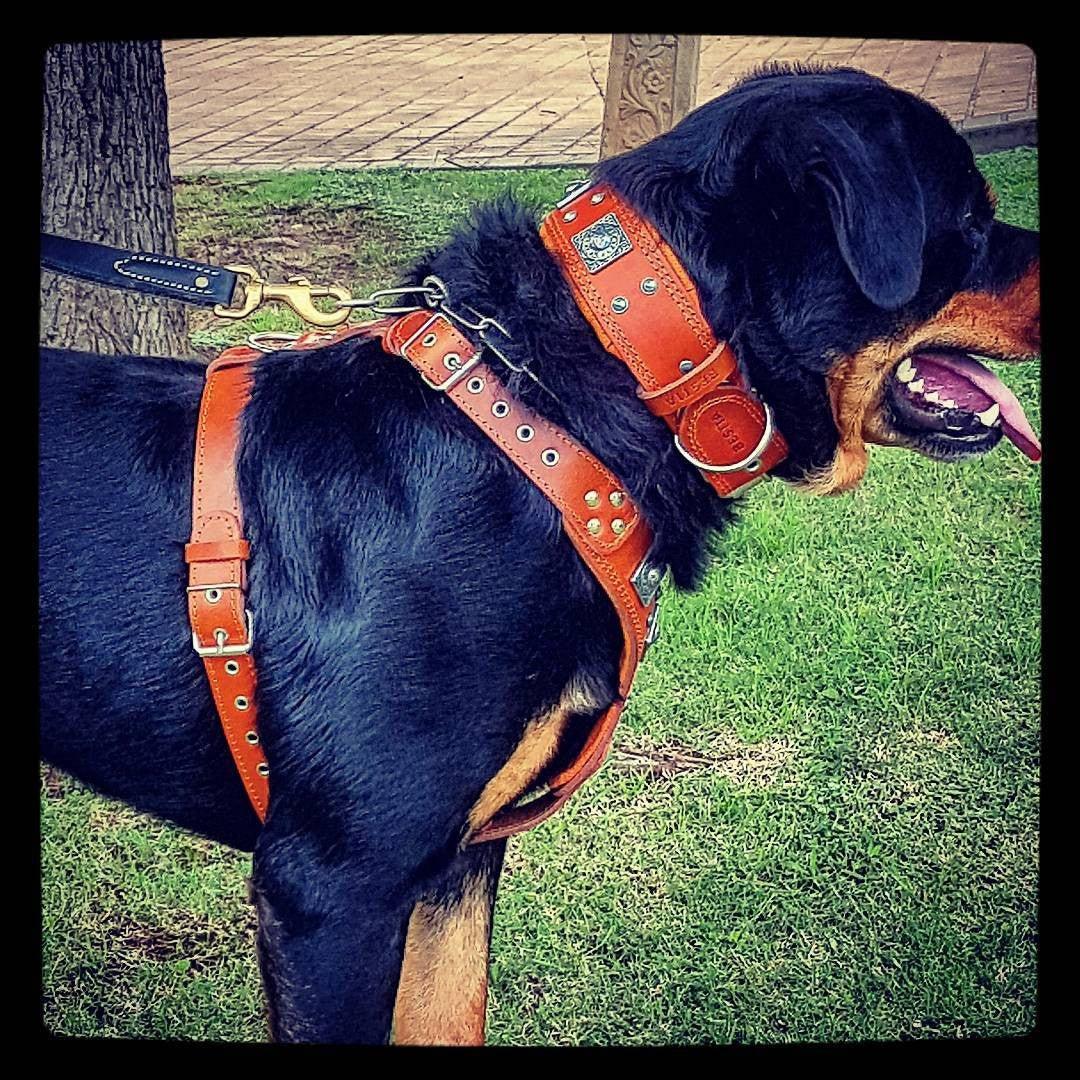 Bestia The "Eros" harness brown — Obroże, smycze i szelki — photo 4
