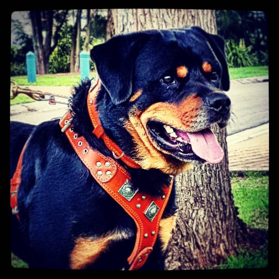Bestia The "Eros" harness brown — Obroże, smycze i szelki — photo 3