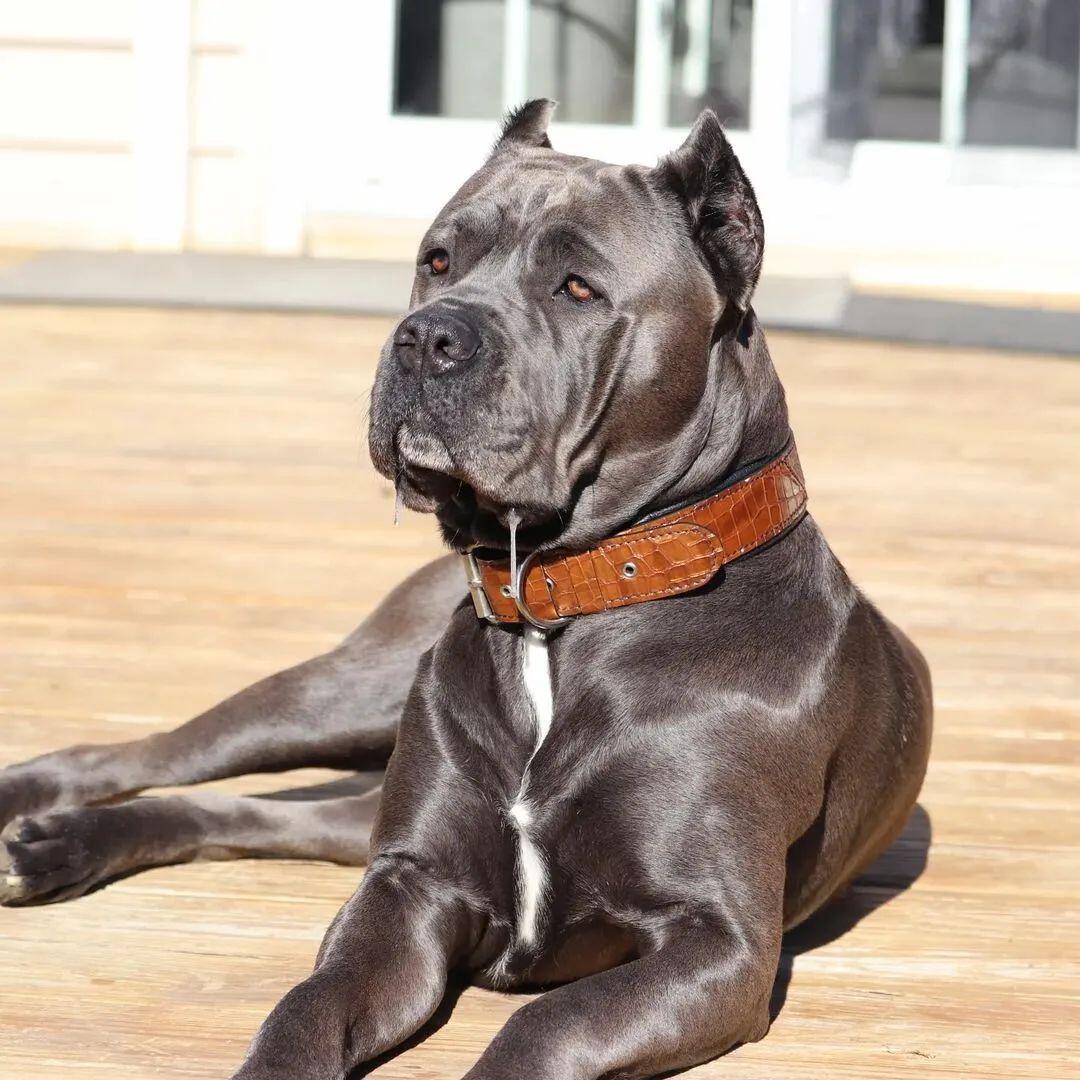 Bestia Le collier "Korona" BROWN — photo 4