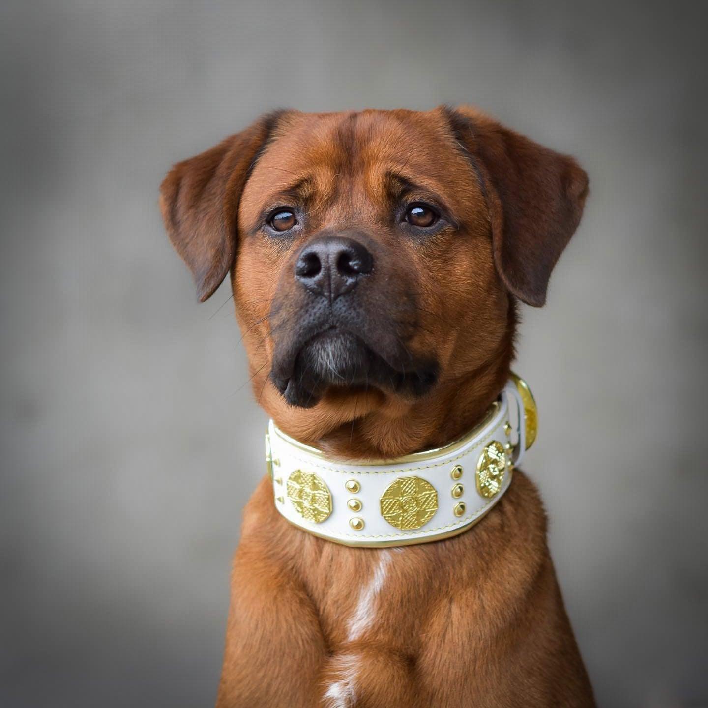 Bestia Le collier « Maximus » 2,5 pouces de large blanc & or — photo 4