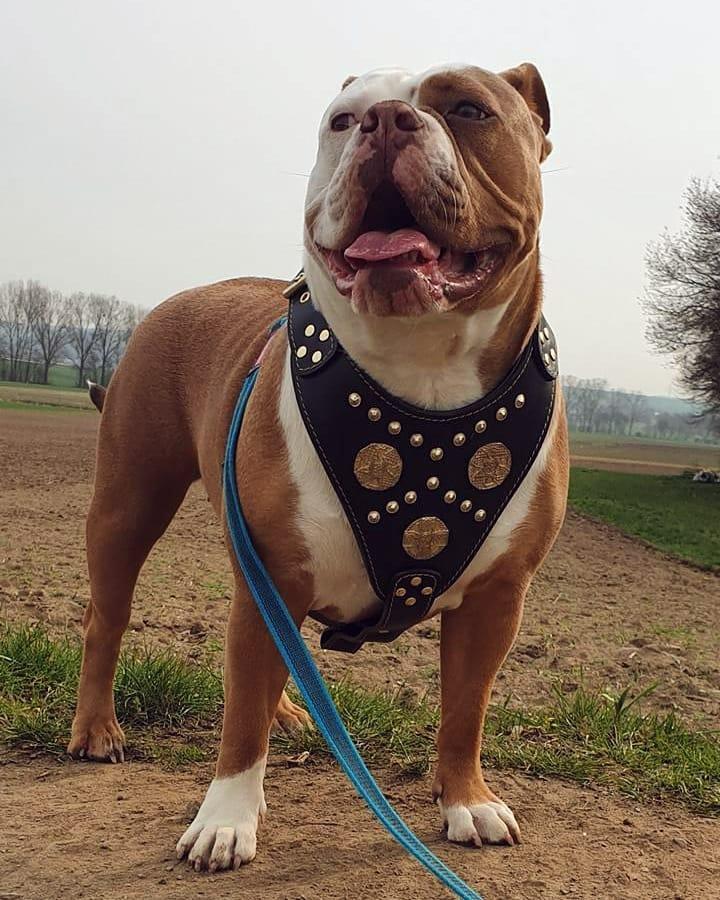 Bestia The "Maximus" harness black & gold — Obroże, smycze i szelki — photo 3