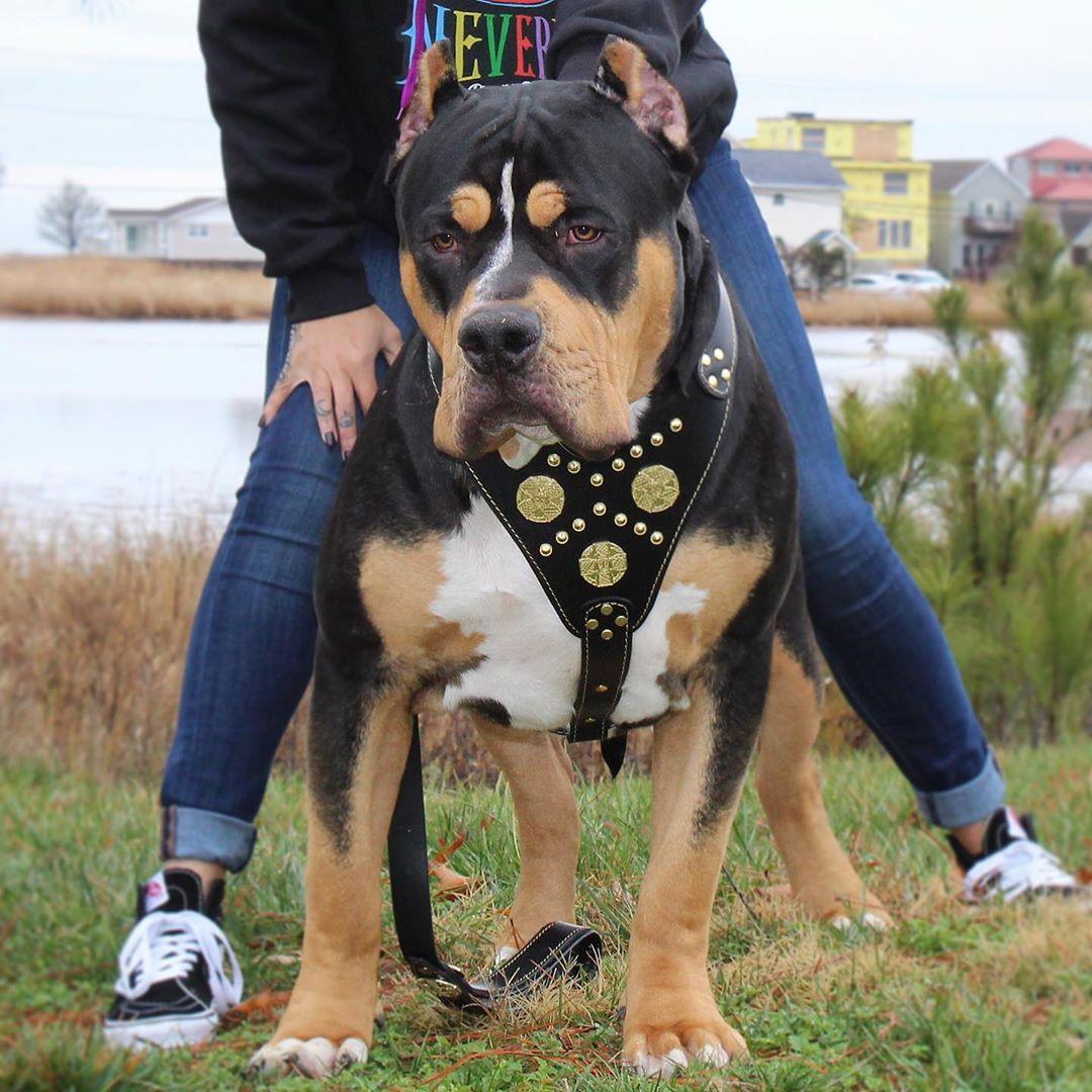 Bestia The "Maximus" harness black & gold — Obroże, smycze i szelki — photo 4