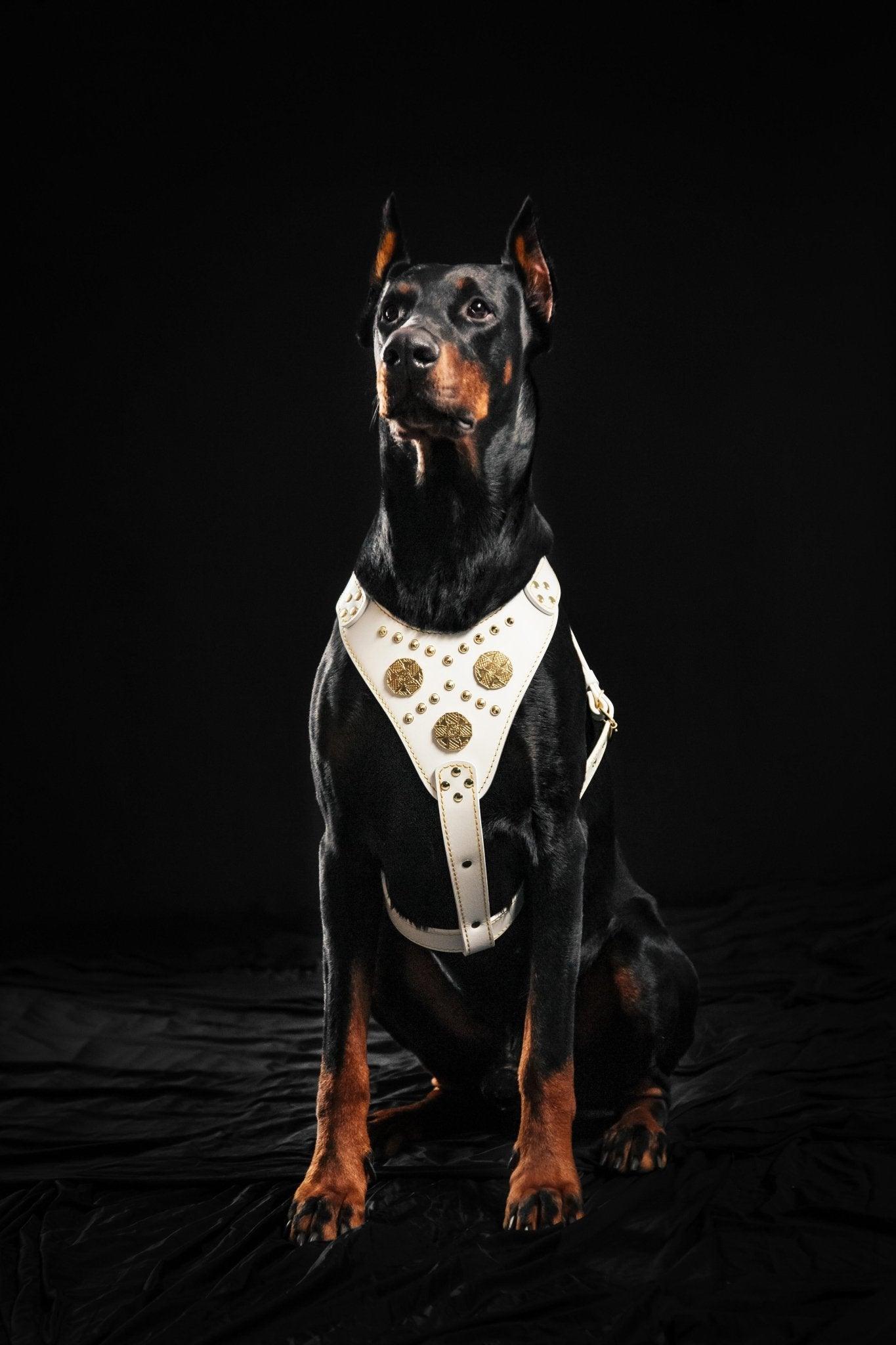 Bestia The "Maximus" harness White — Obroże, smycze i szelki — photo 3